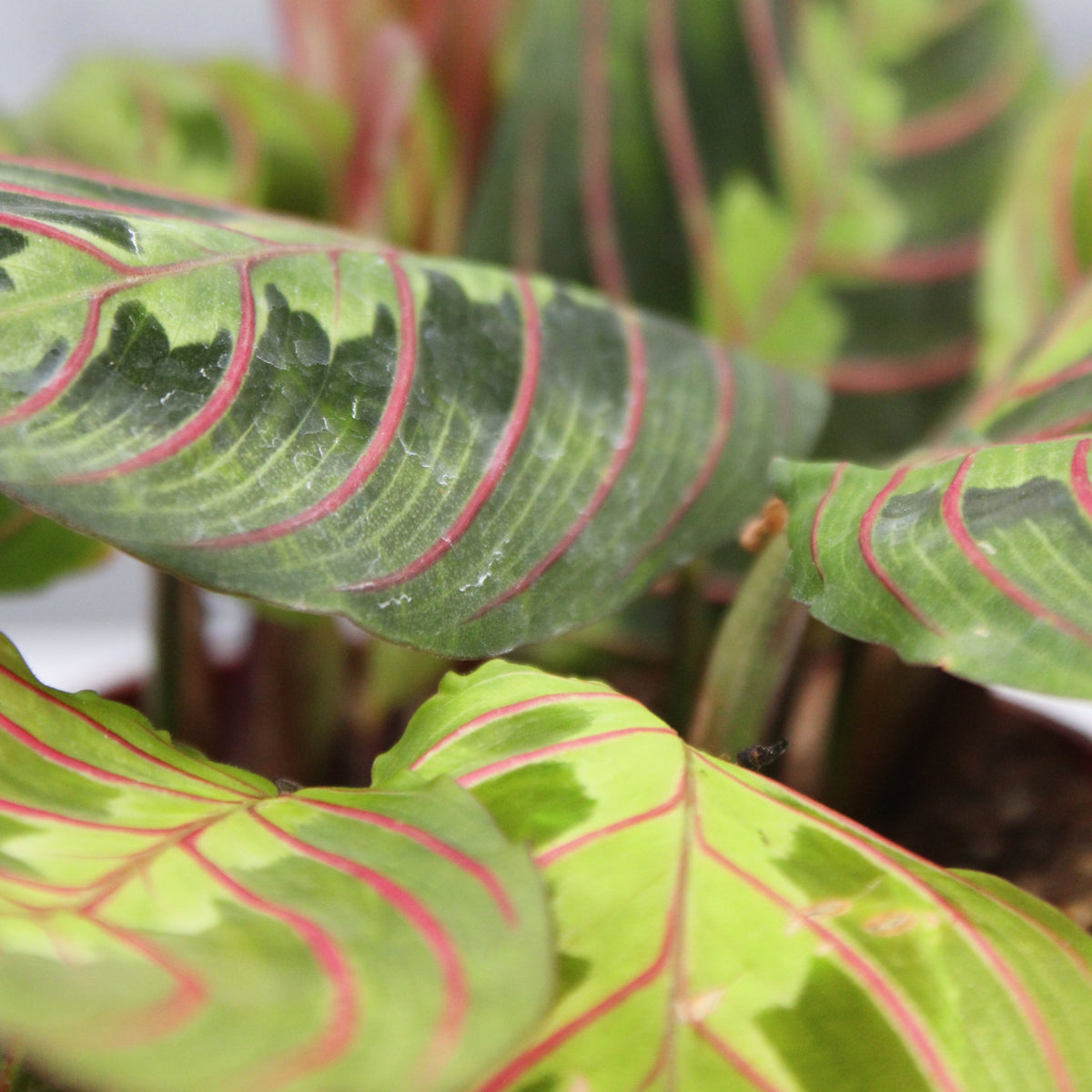 Maranta leuconeura 'Red'