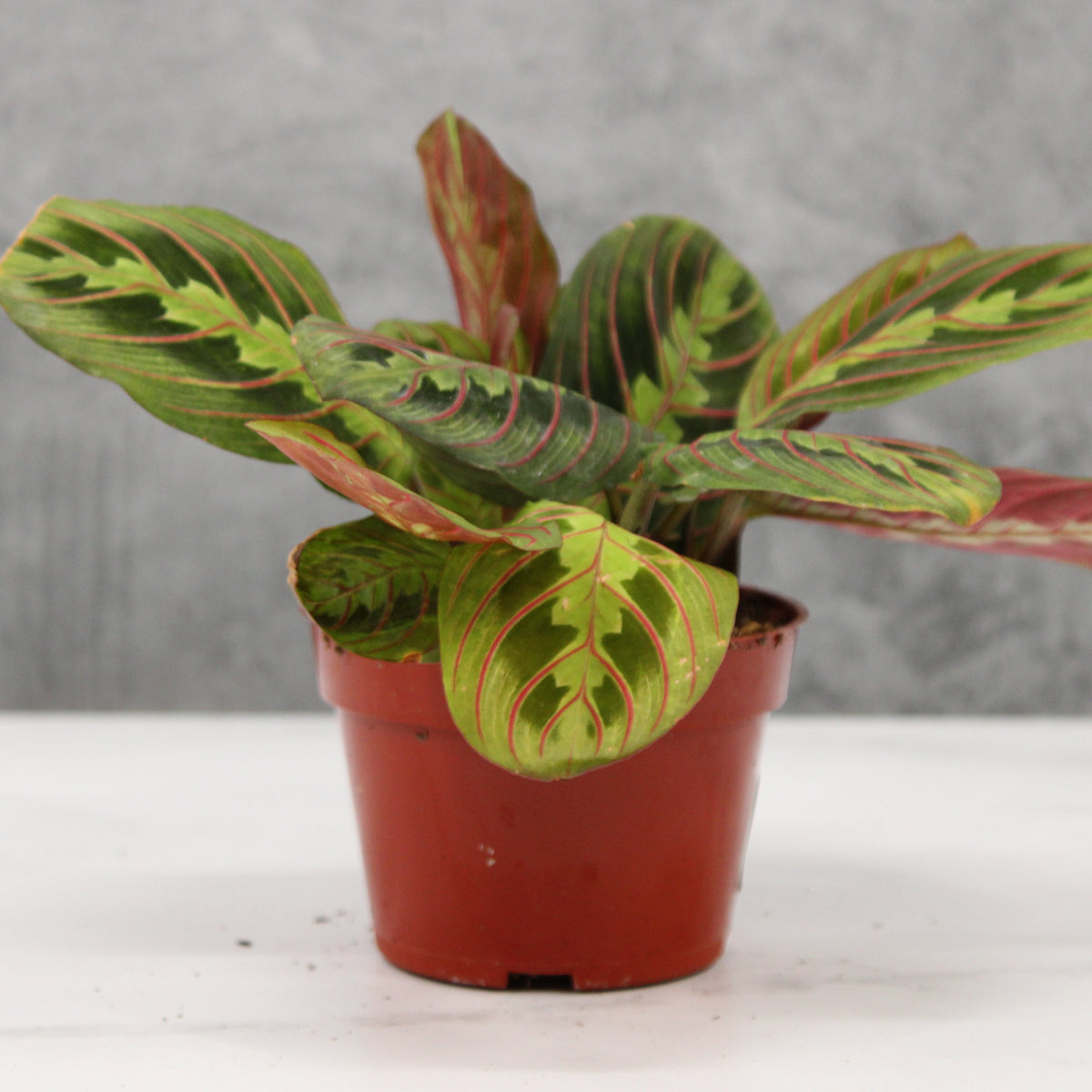 red prayer plant yellow leaves Maranta leuconeura 'Red'