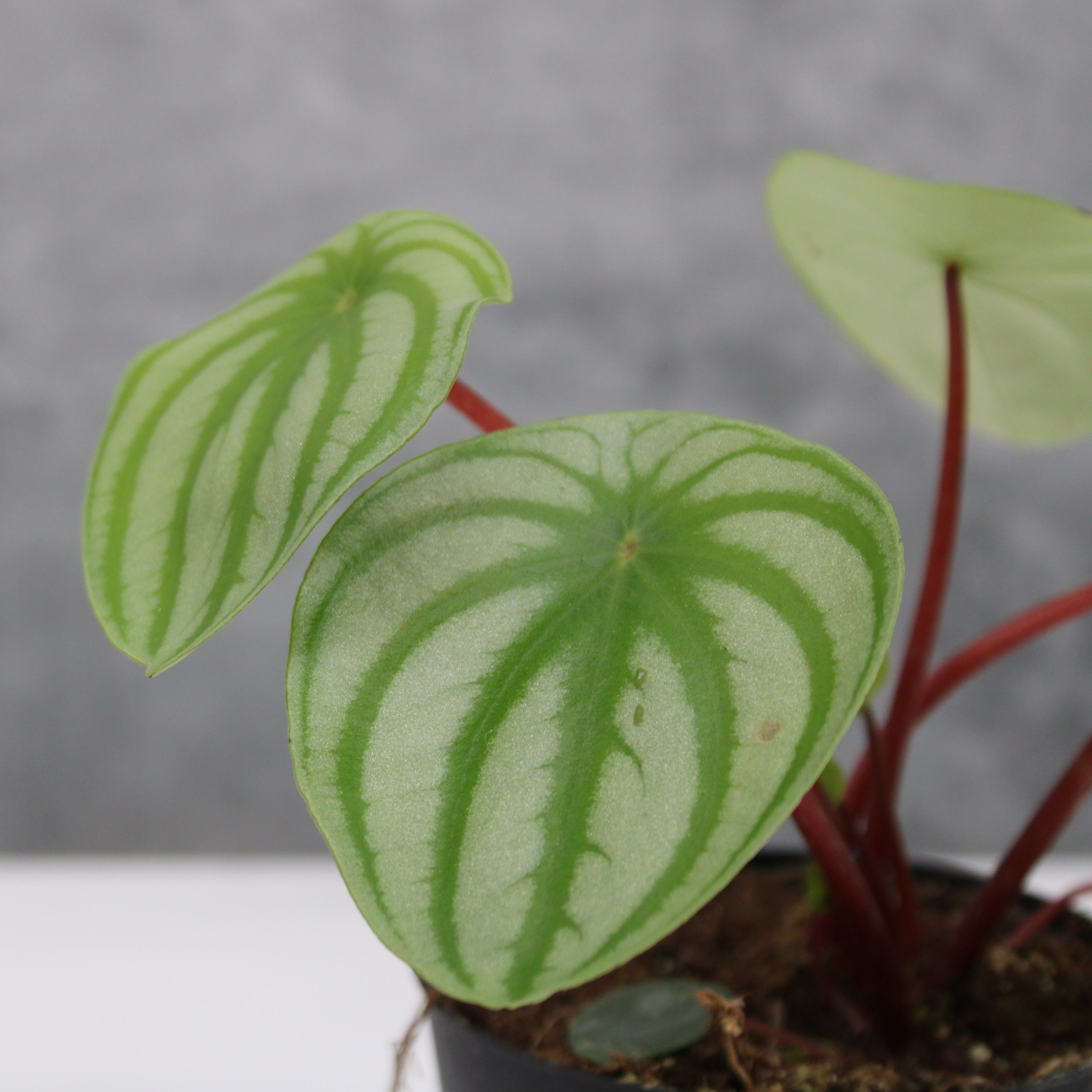 Peperomia argyreia