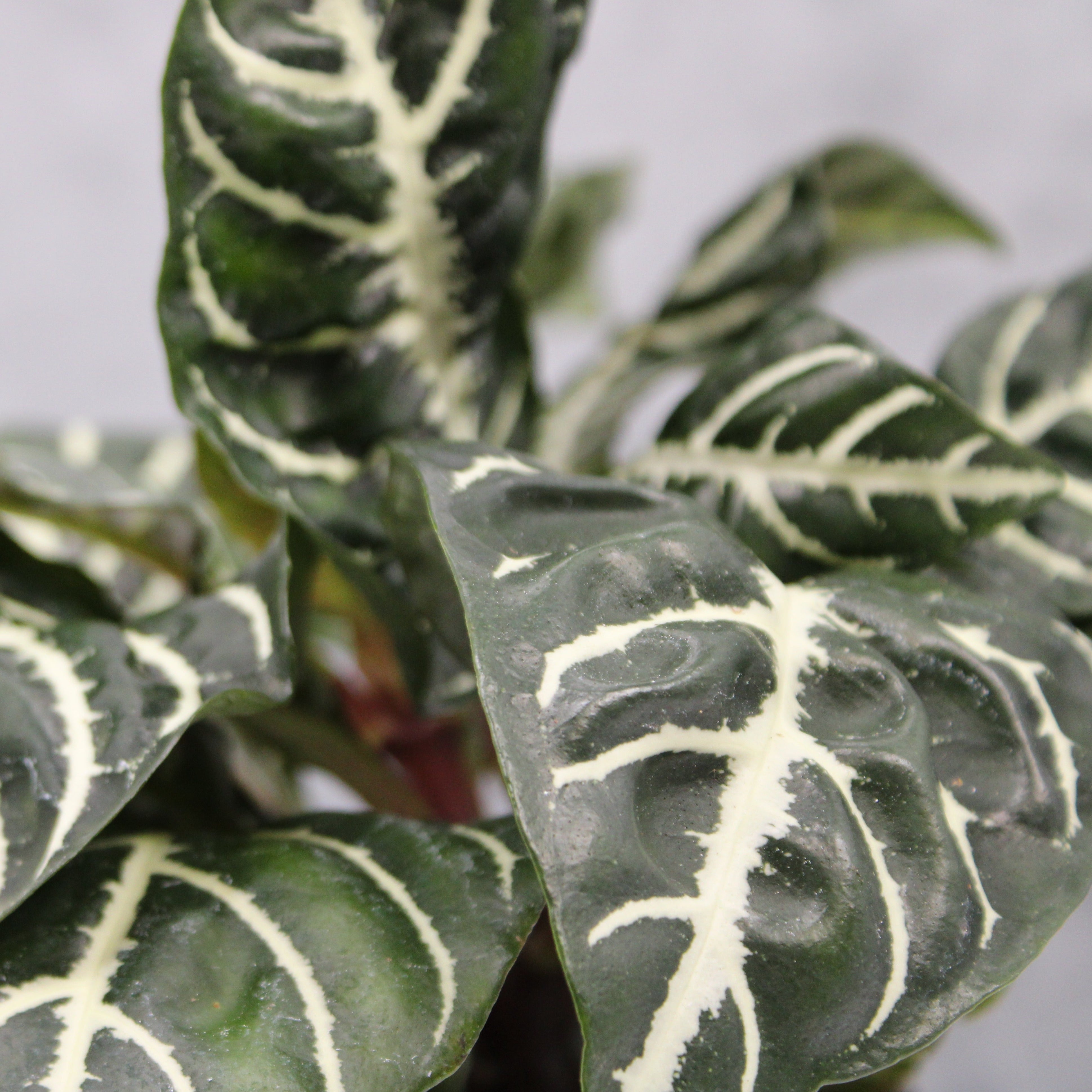 Aphelandra squarrosa | Buchanans Plants