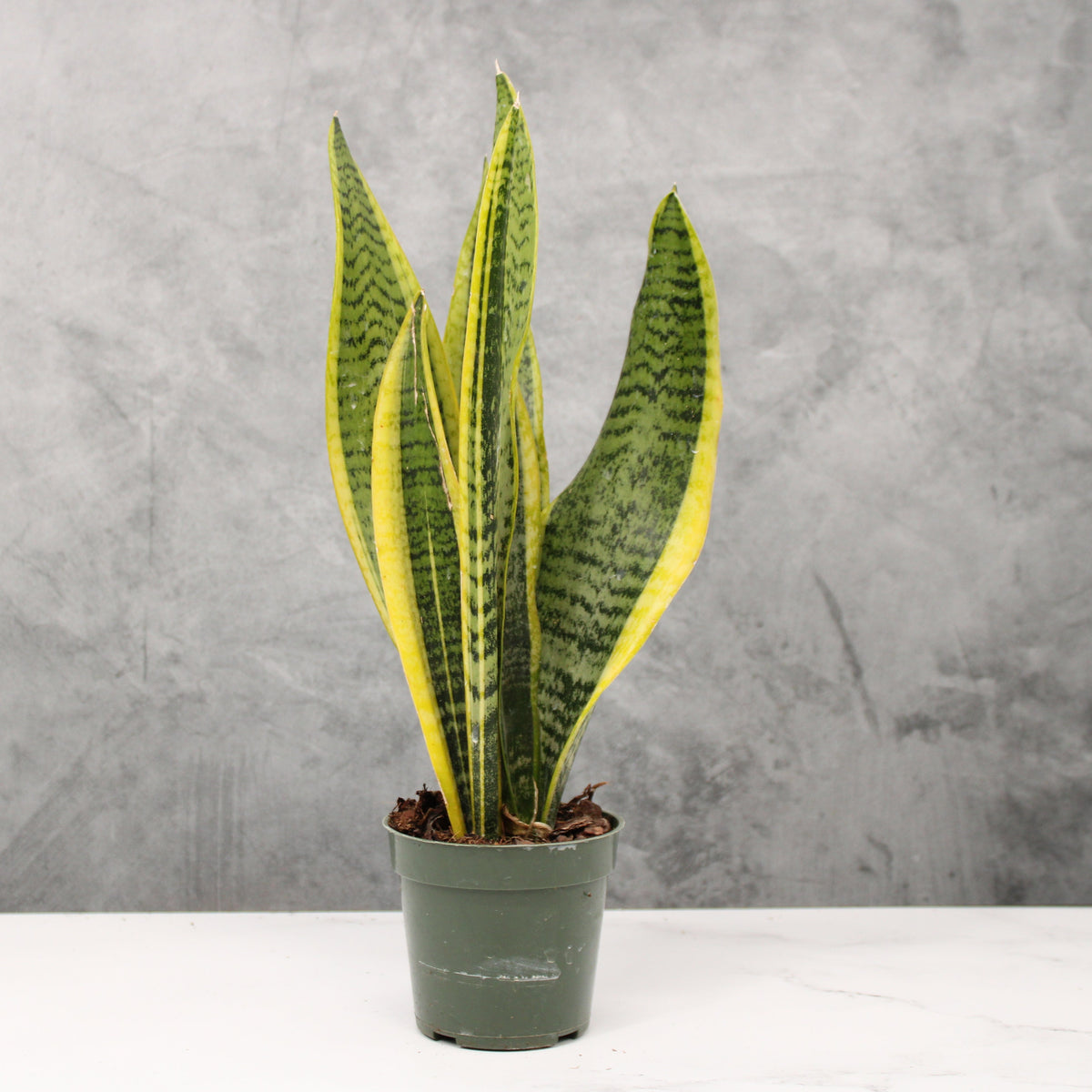 Dracaena trifasciata 'Laurentii' | Buchanans Plants