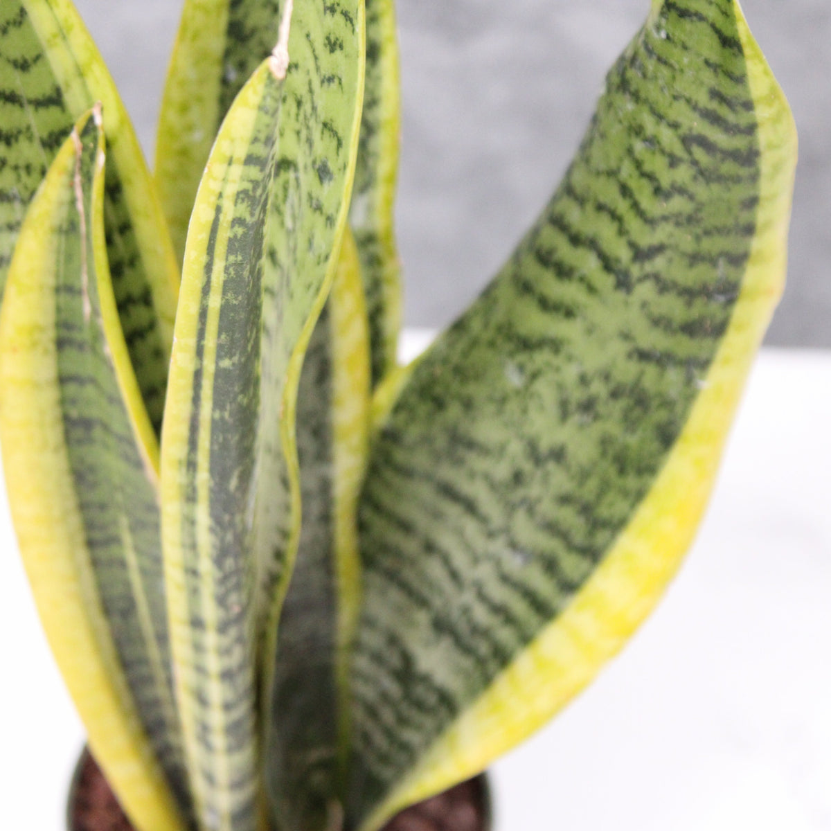 dracaena trifasciata seeds Dracaena trifasciata 'Laurentii'