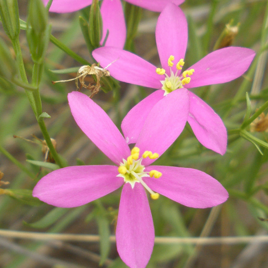Native American Seed: Mountain Pinks Seed Packet | Buchanans Plants