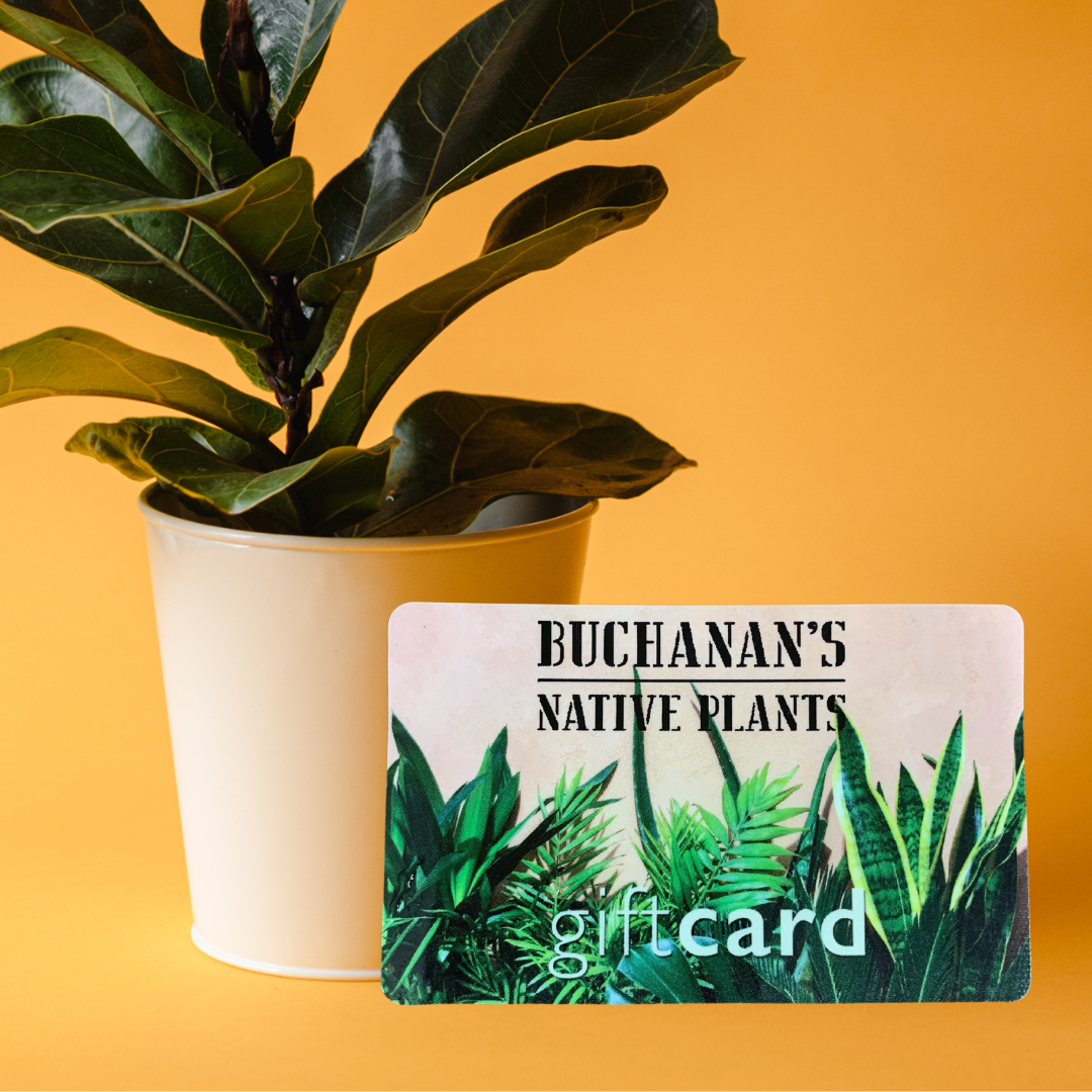 house plant gift card Gift Card
