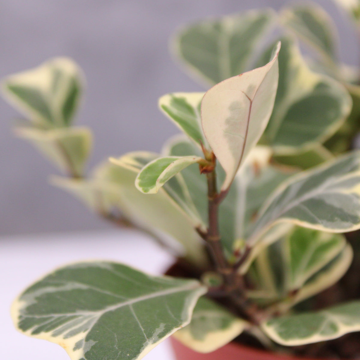 Ficus triangularis 'variegata' | Buchanans Plants