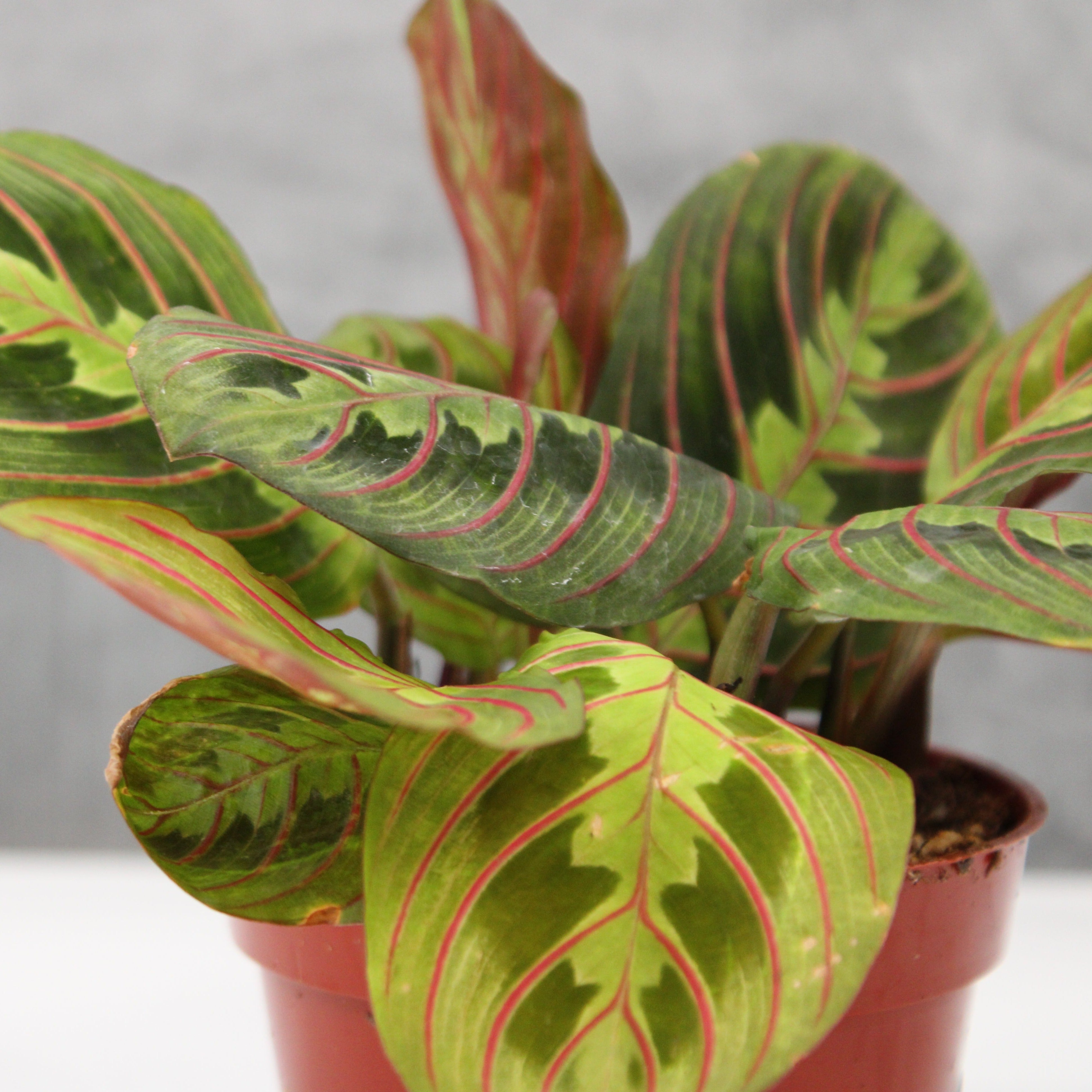 red prayer plant buy Maranta leuconeura 'Red'