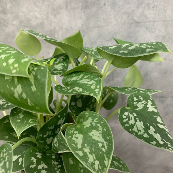 Scindapsus pictus 'Argyraeus'