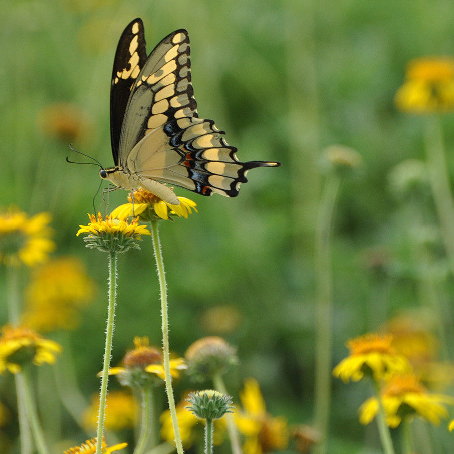 Native American Seed: Bush Sunflower Seed Packet