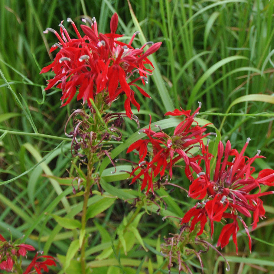 Native American Seed: Cardinal Flower Seed Packet