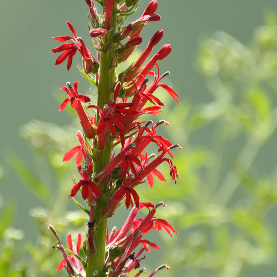 Native American Seed: Cardinal Flower Seed Packet