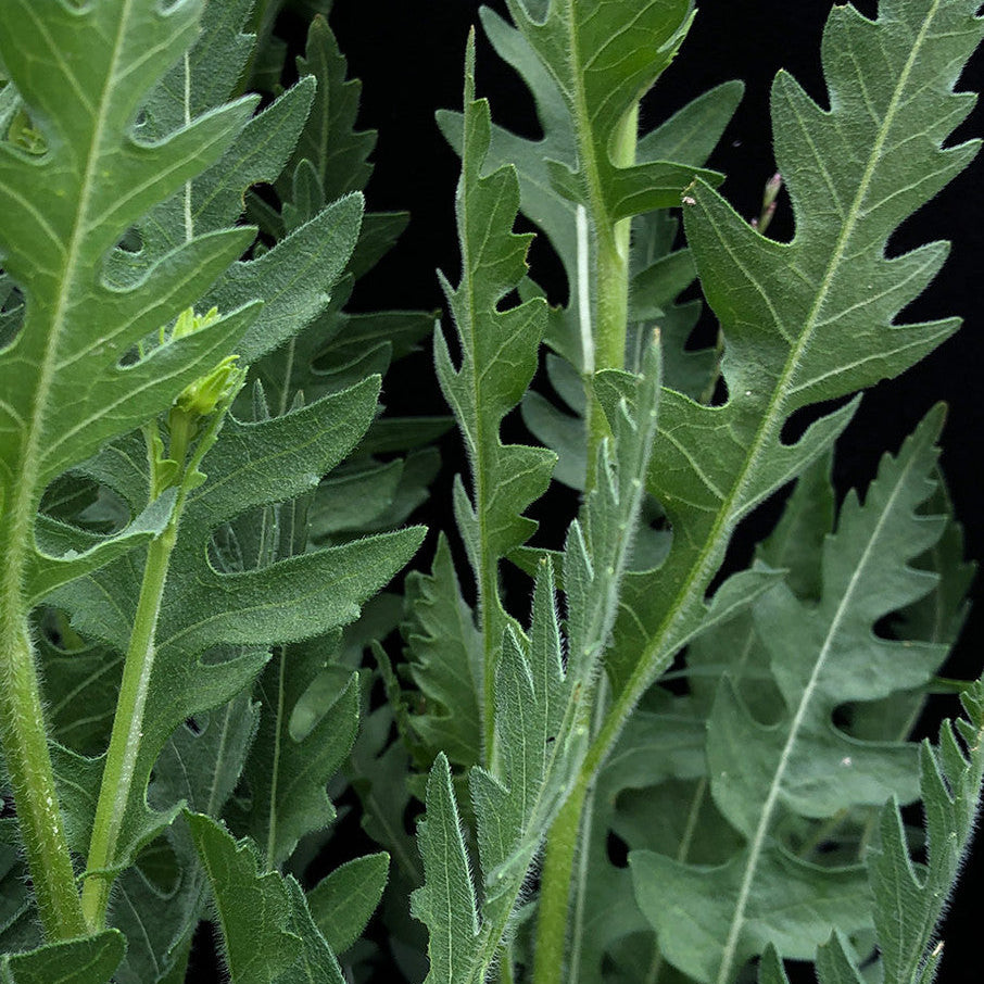 Native American Seed: Cutleaf Daisy Seed Packet