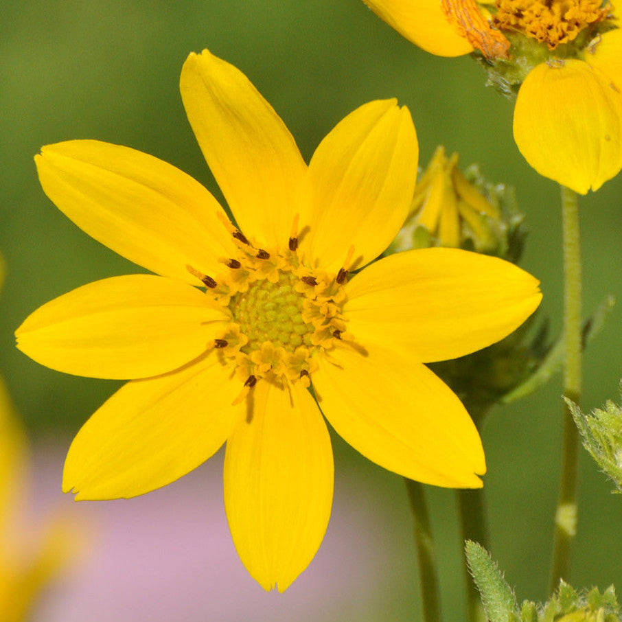 Native American Seed: Cutleaf Daisy Seed Packet