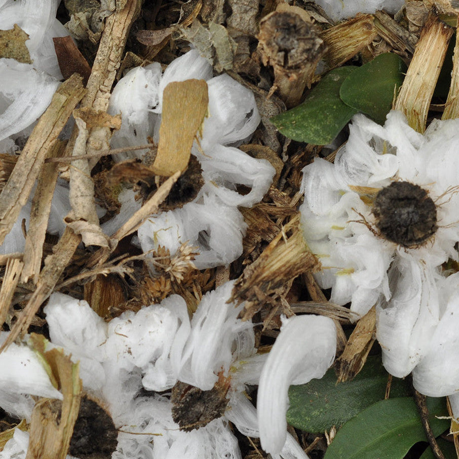 Native American Seed: Frostweed Seed Packet