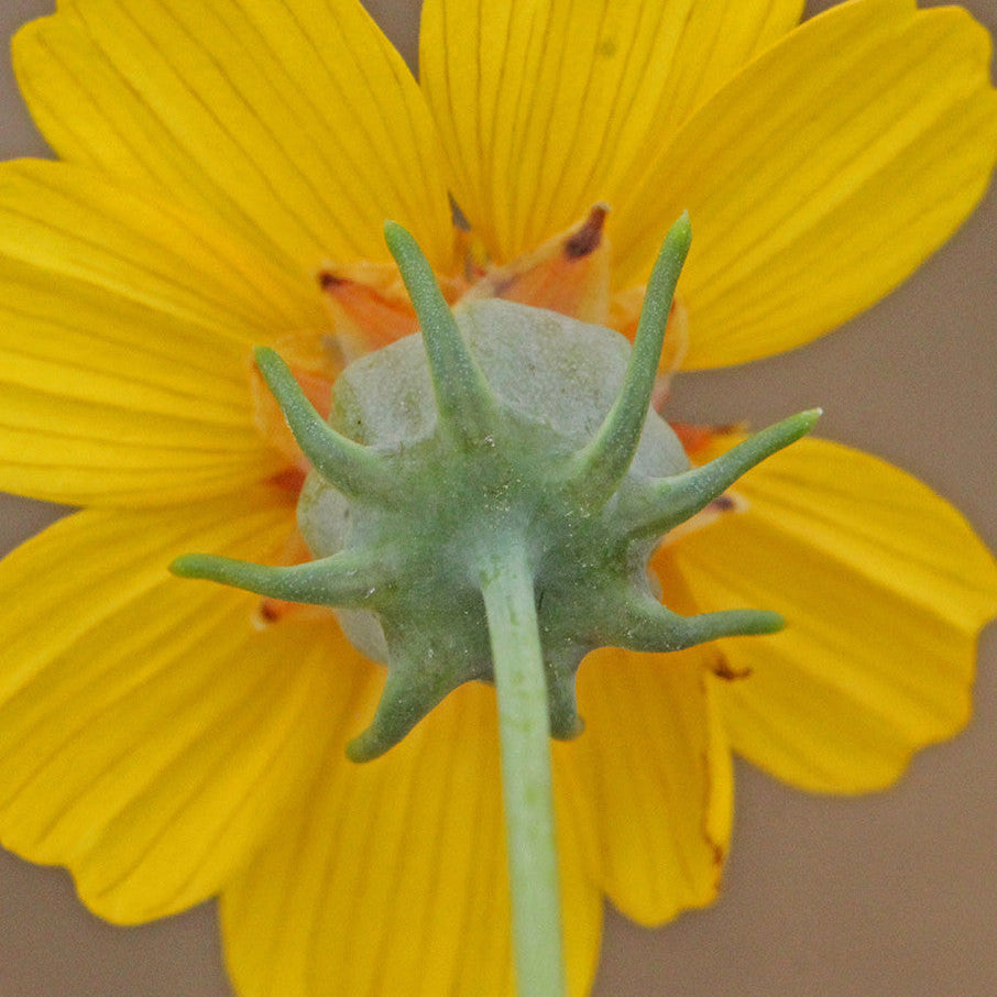 Native American Seed: Greenthread Seed Packet