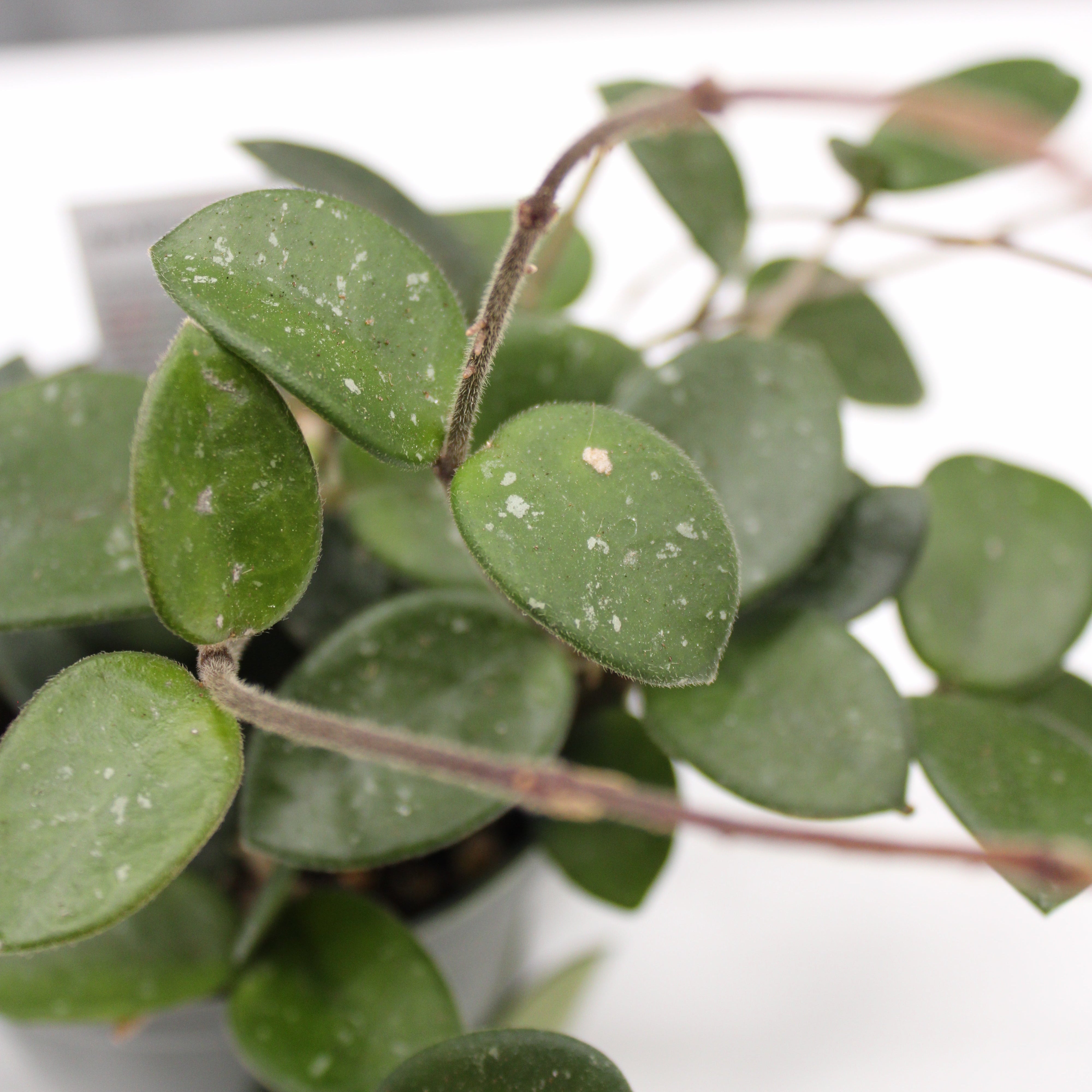 Close-up of a green leafy plant with a blurred background