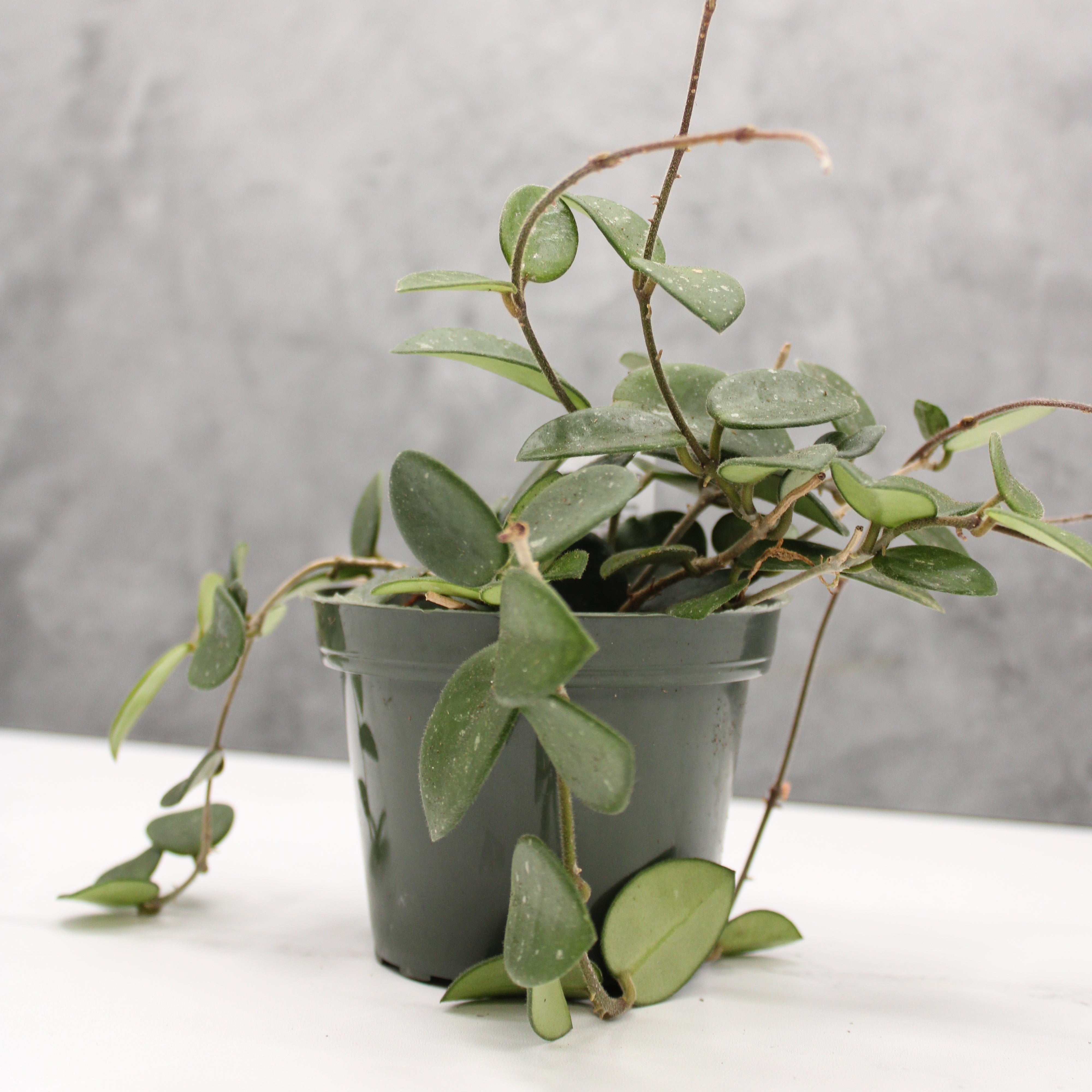 Cascading plant with green leaves against a light gray wall