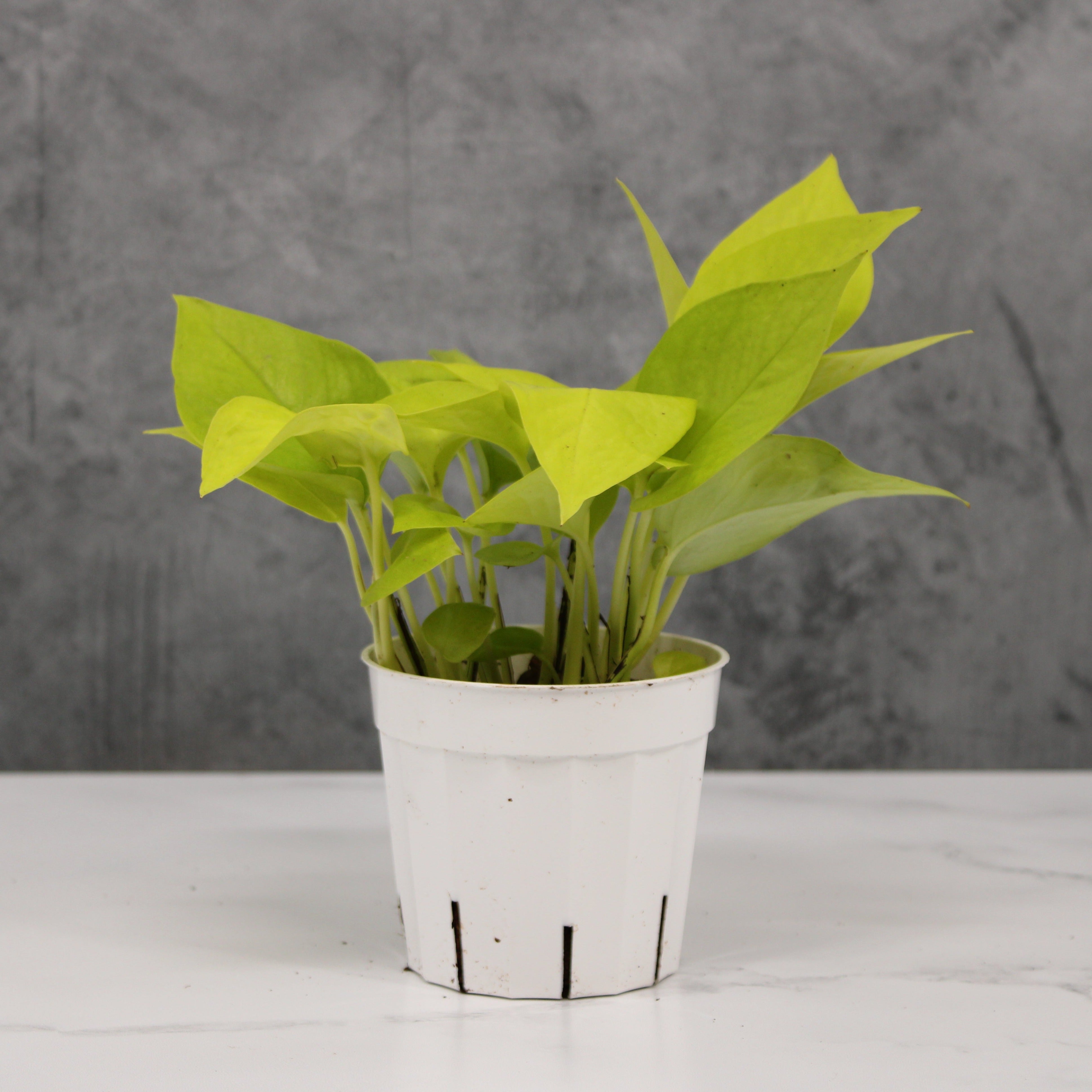 reverted neon pothos Neon Pothos