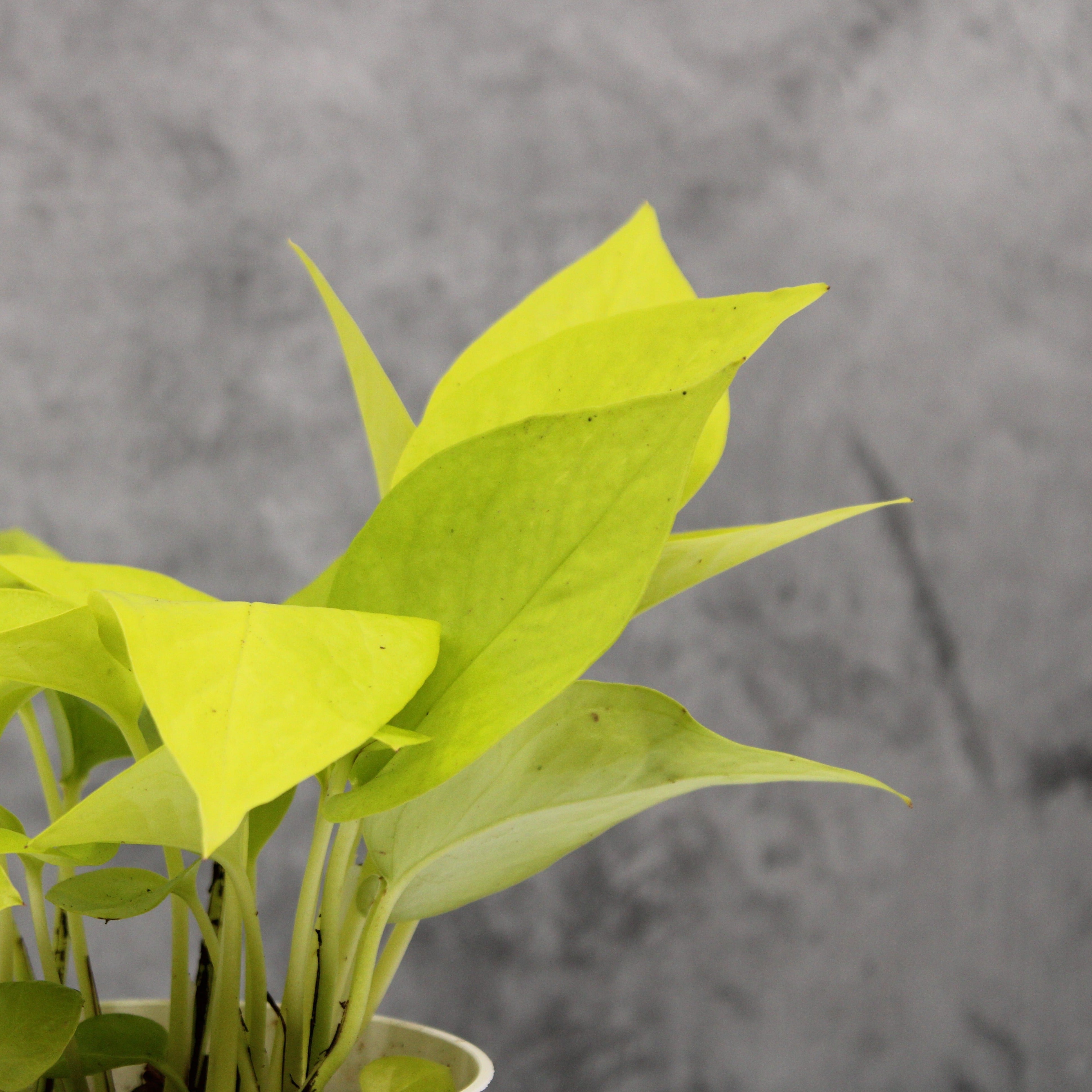 reverted neon pothos Neon Pothos