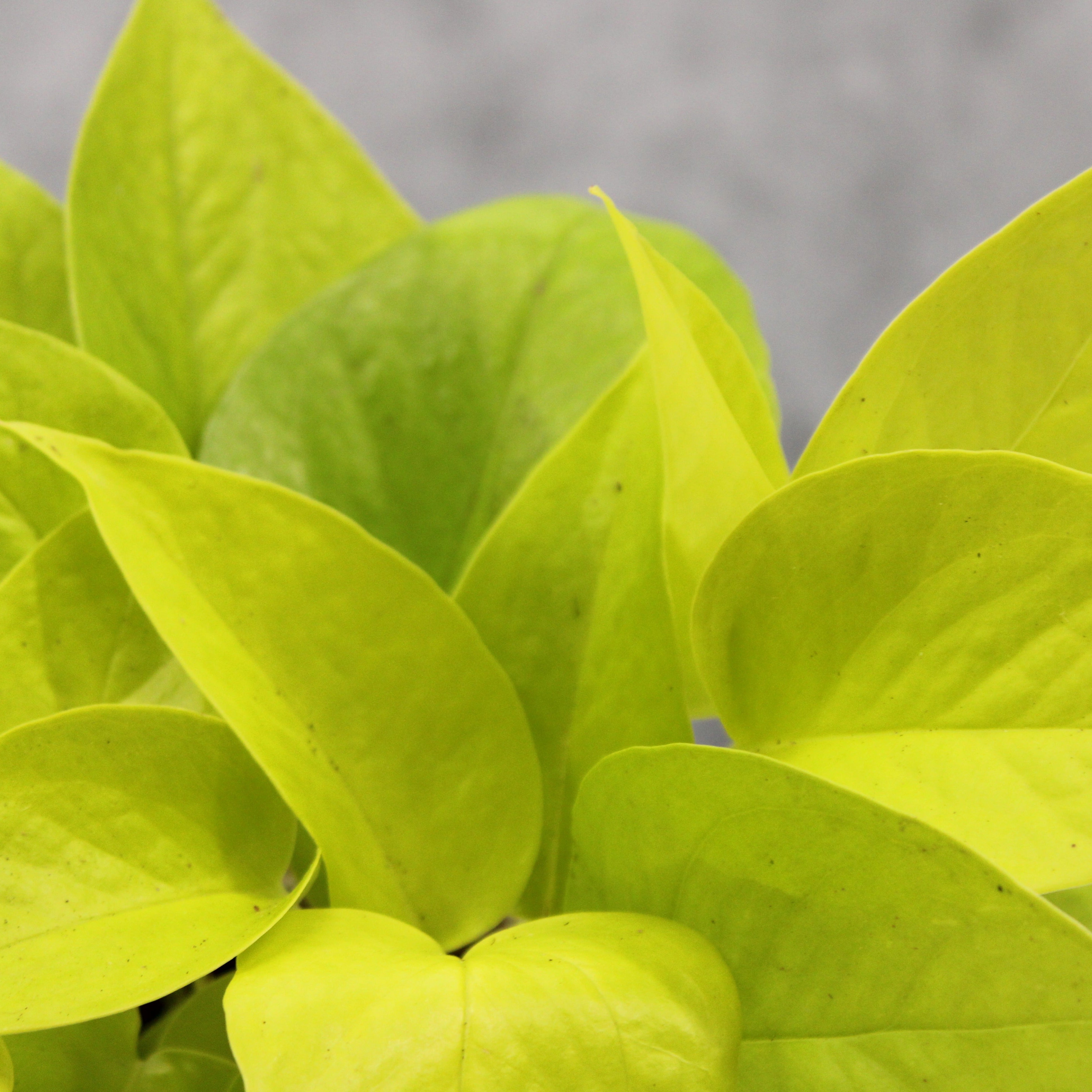 neon pothos nz Neon Pothos