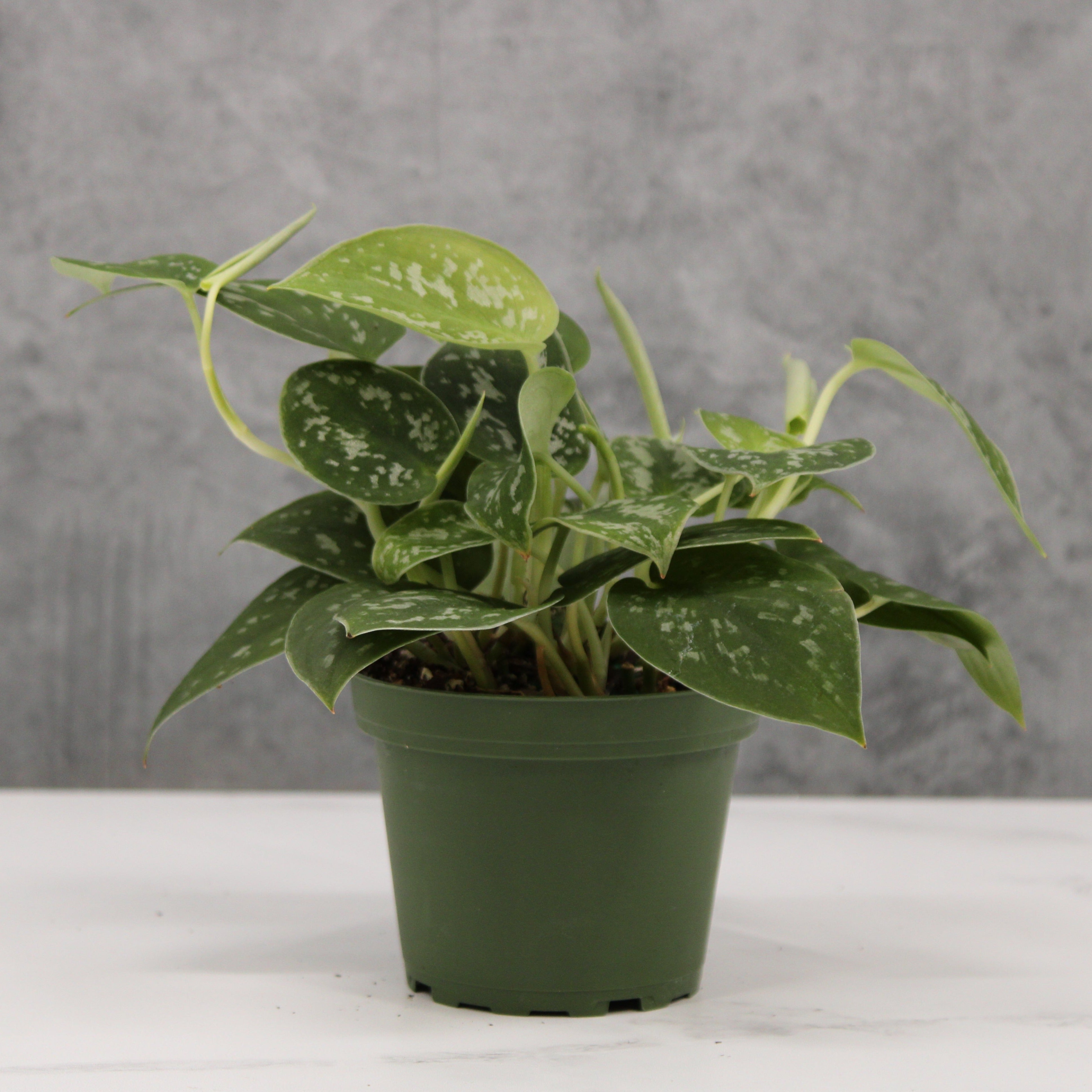 Scindapsus pictus 'Argyraeus' | Buchanans Plants