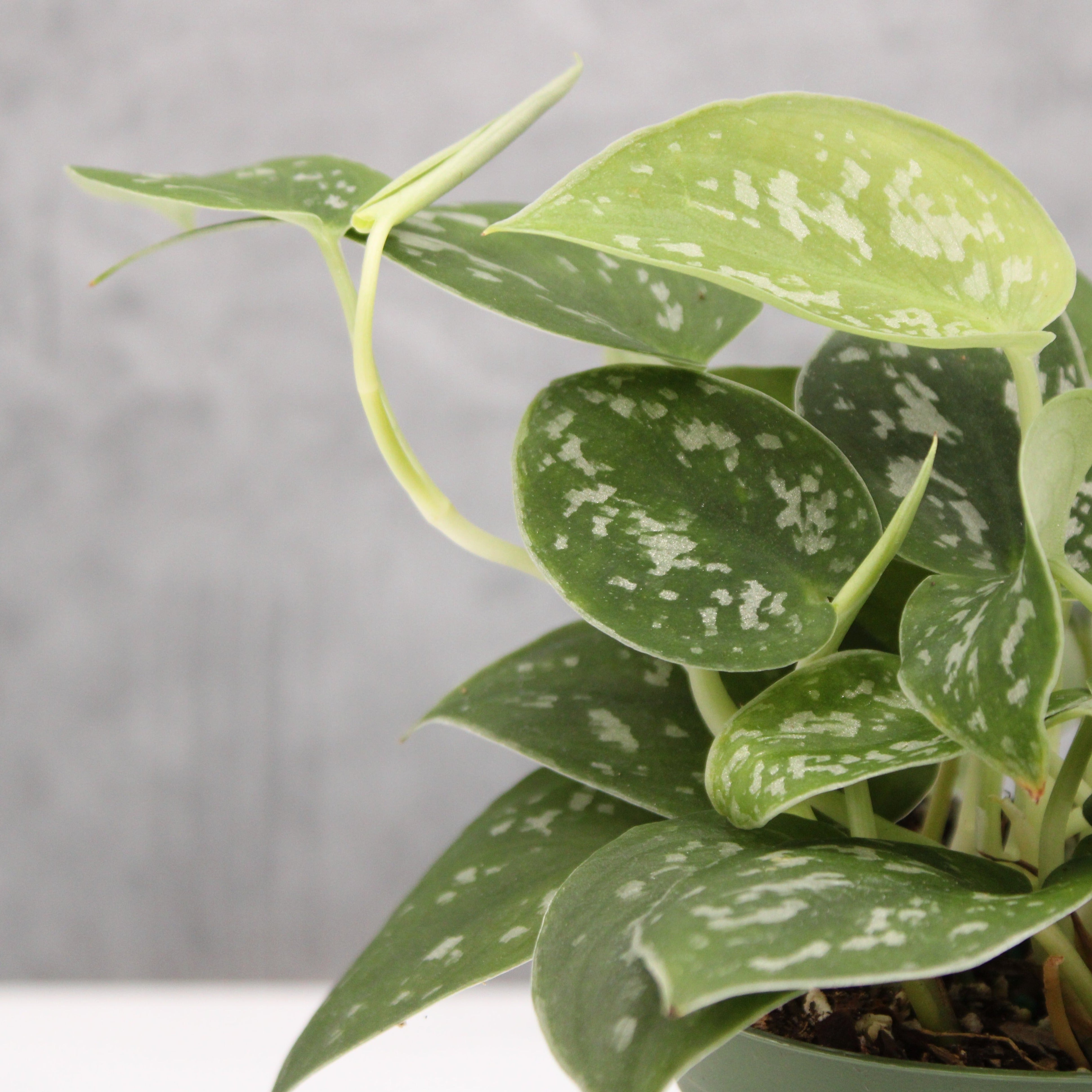 Scindapsus pictus 'Argyraeus' | Buchanans Plants