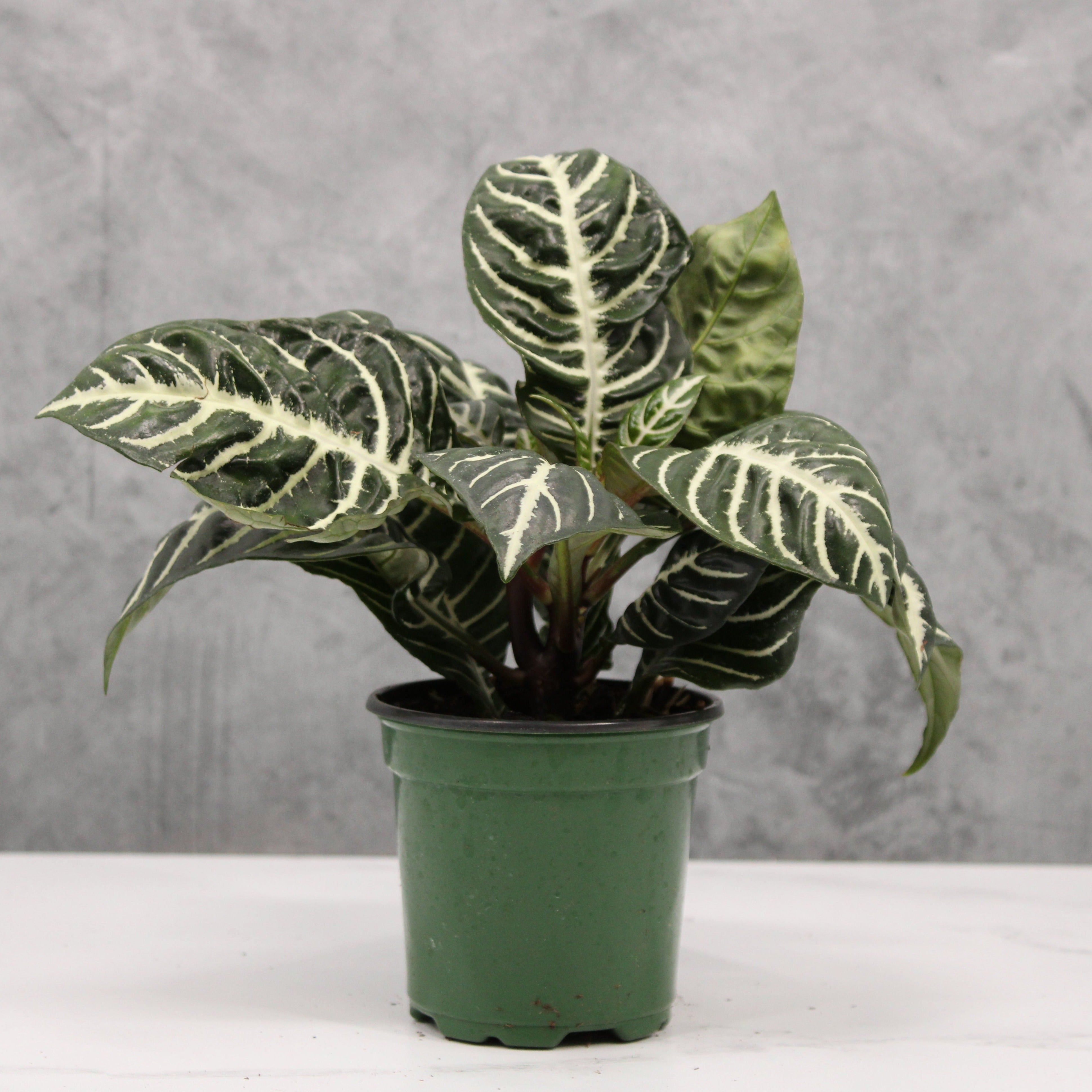 Aphelandra squarrosa | Buchanans Plants