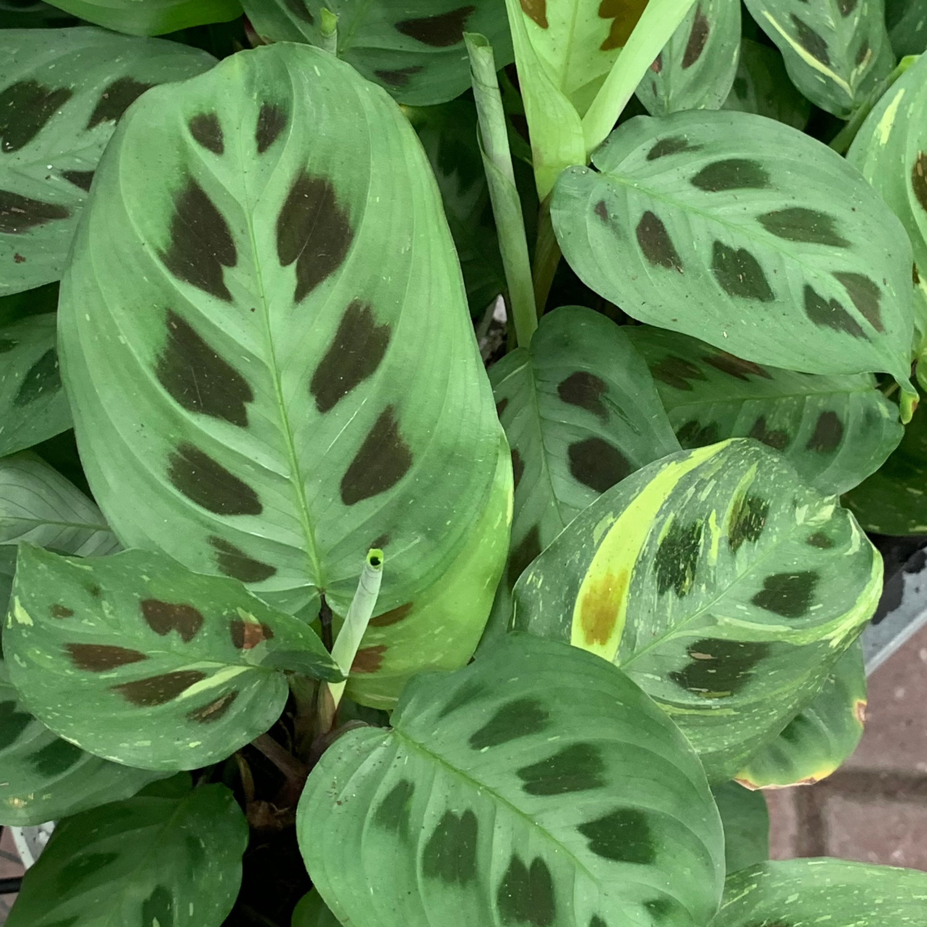prayer green plant Maranta leuconeura