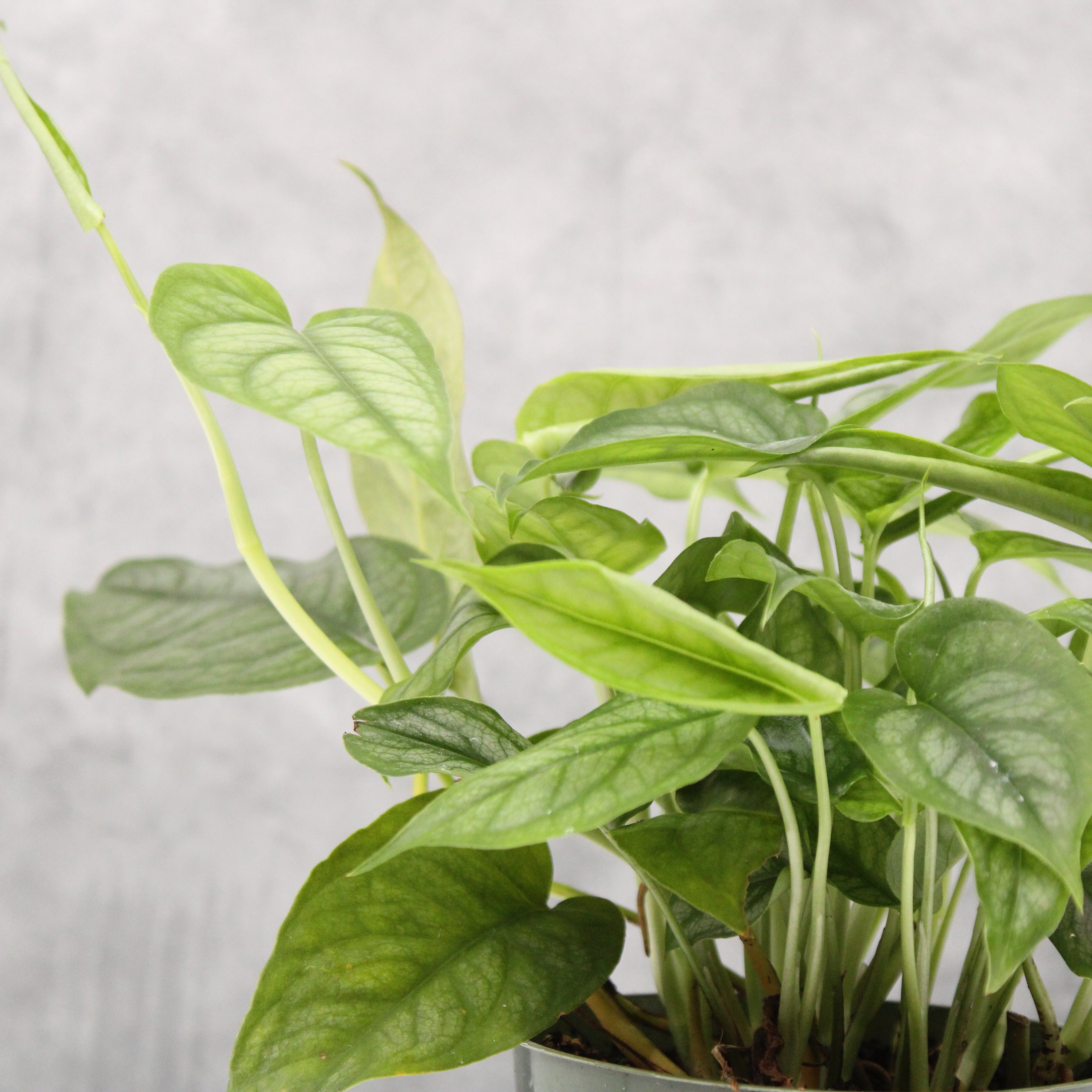 Monstera siltepecana | Buchanans Plants