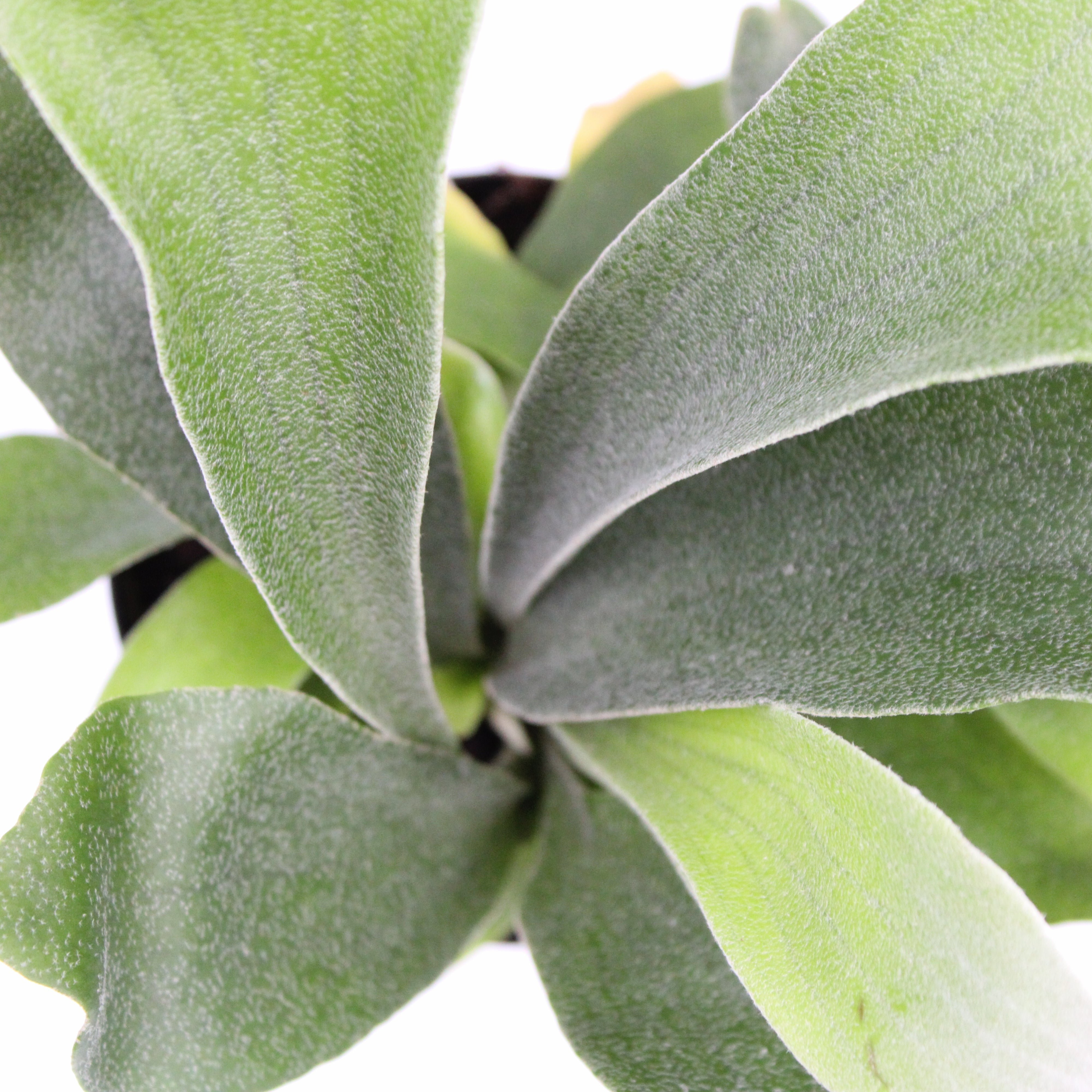 help help help希少株】P. bifurcatum オールド Platycerium bifurcatum | Buchanans Plants