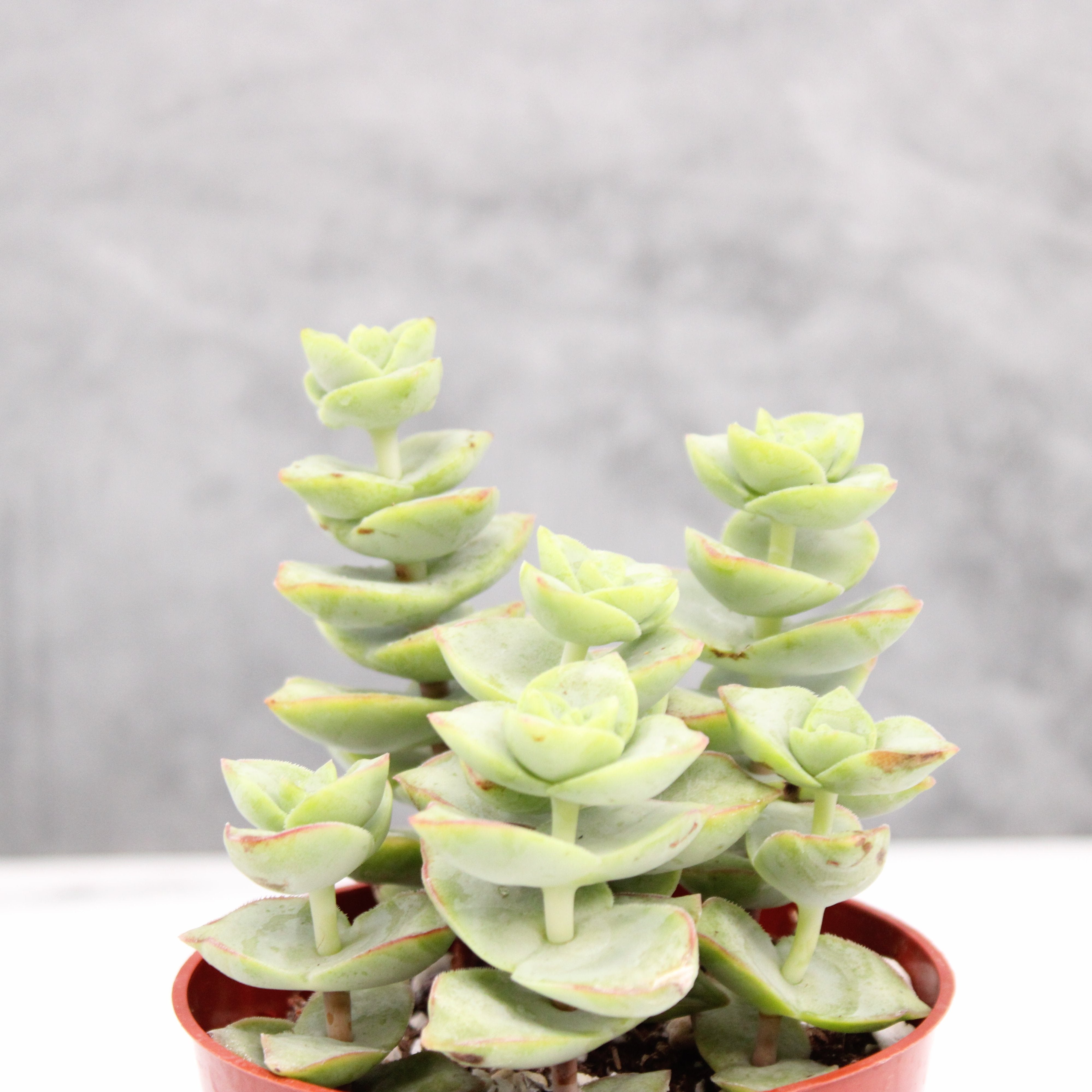 Crassula perforata