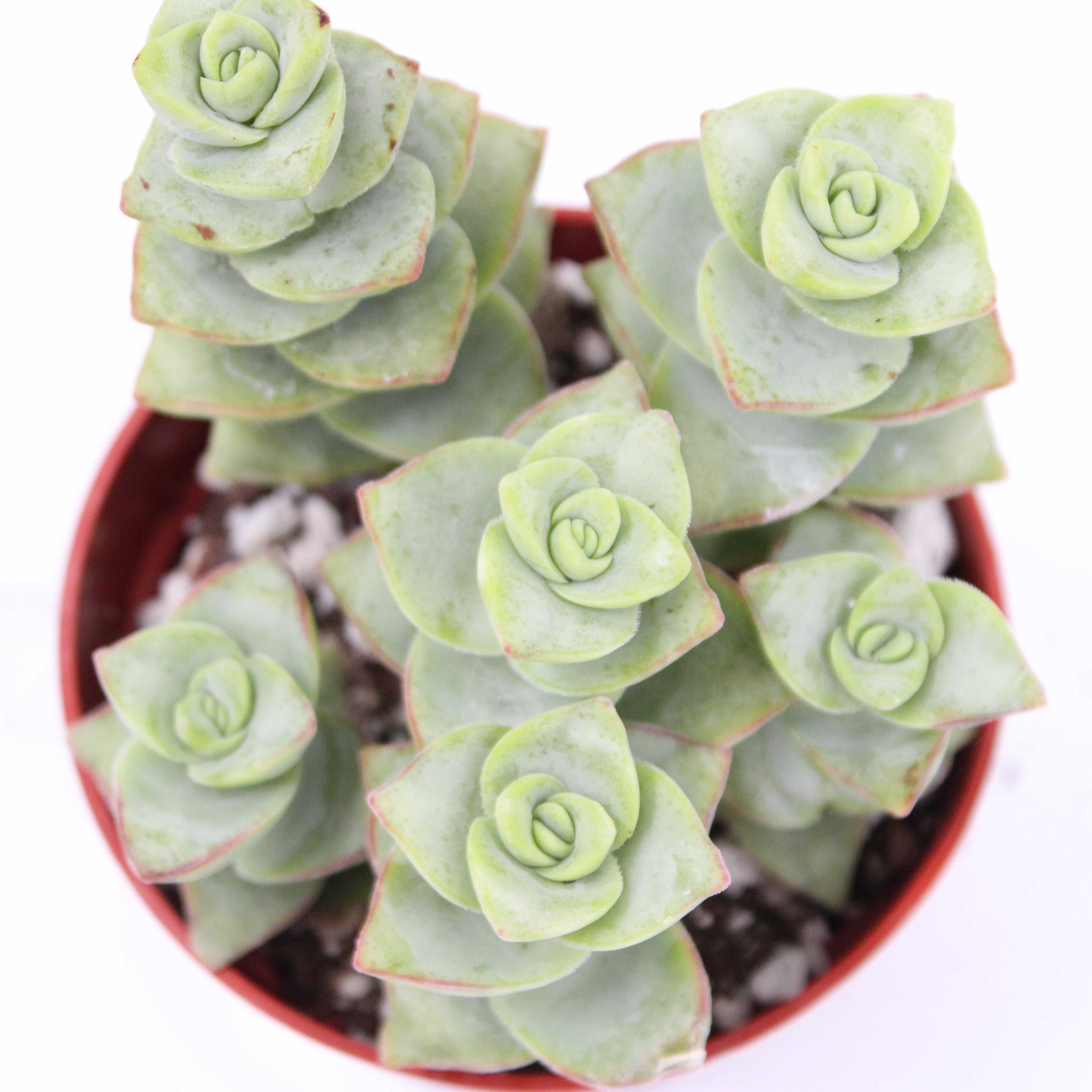 Crassula perforata