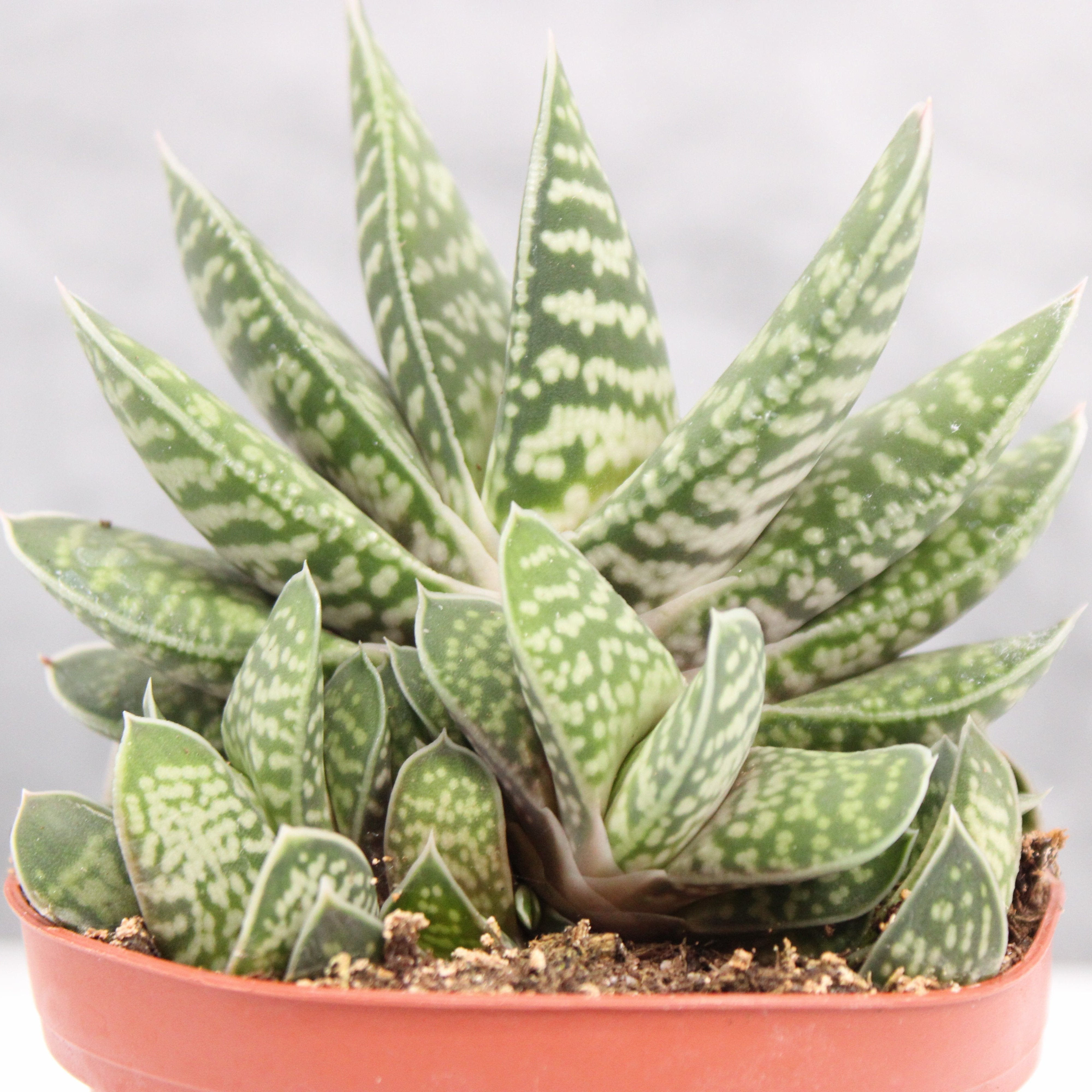 Assorted Gasteria