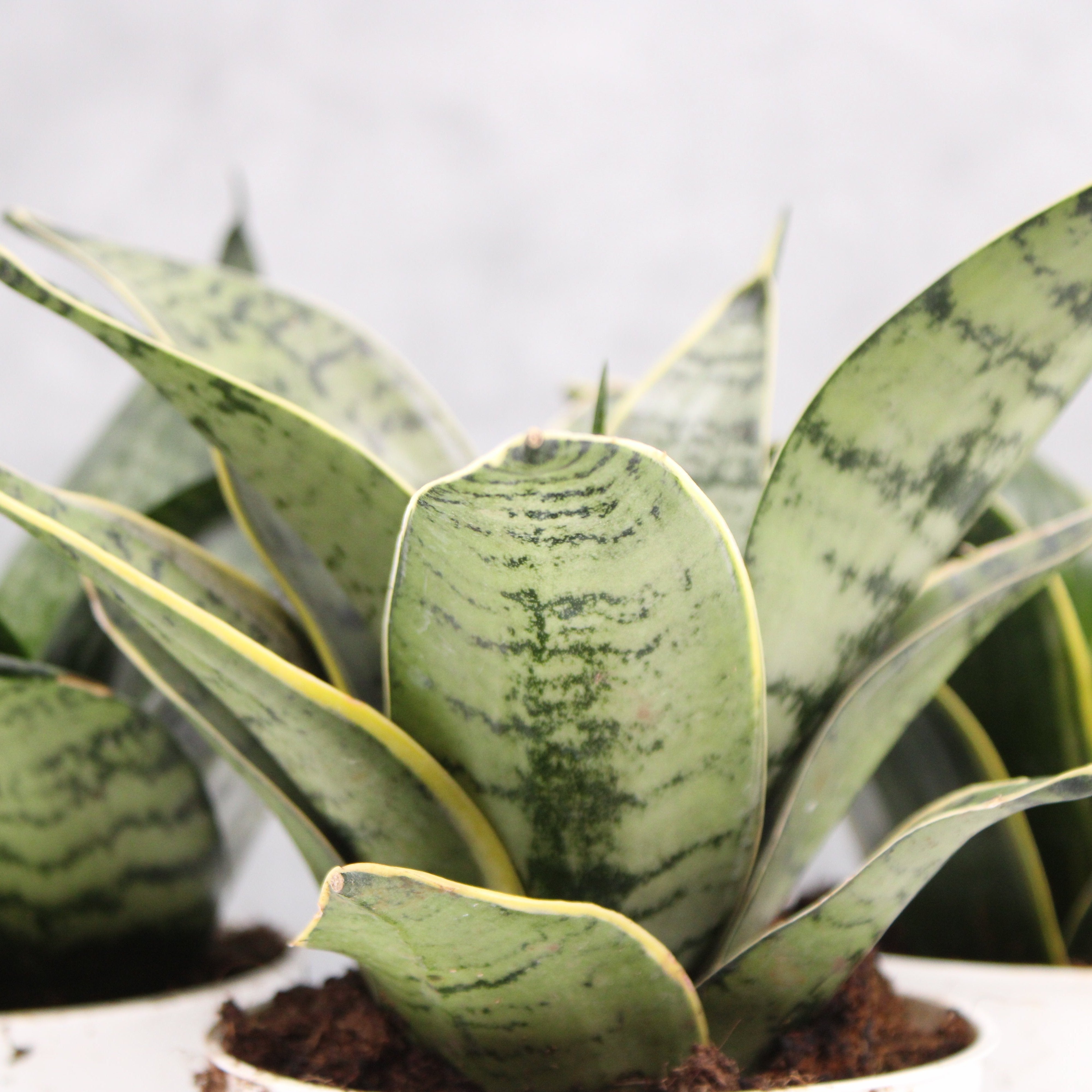 Assorted Dracaena kirkii 'Baker'