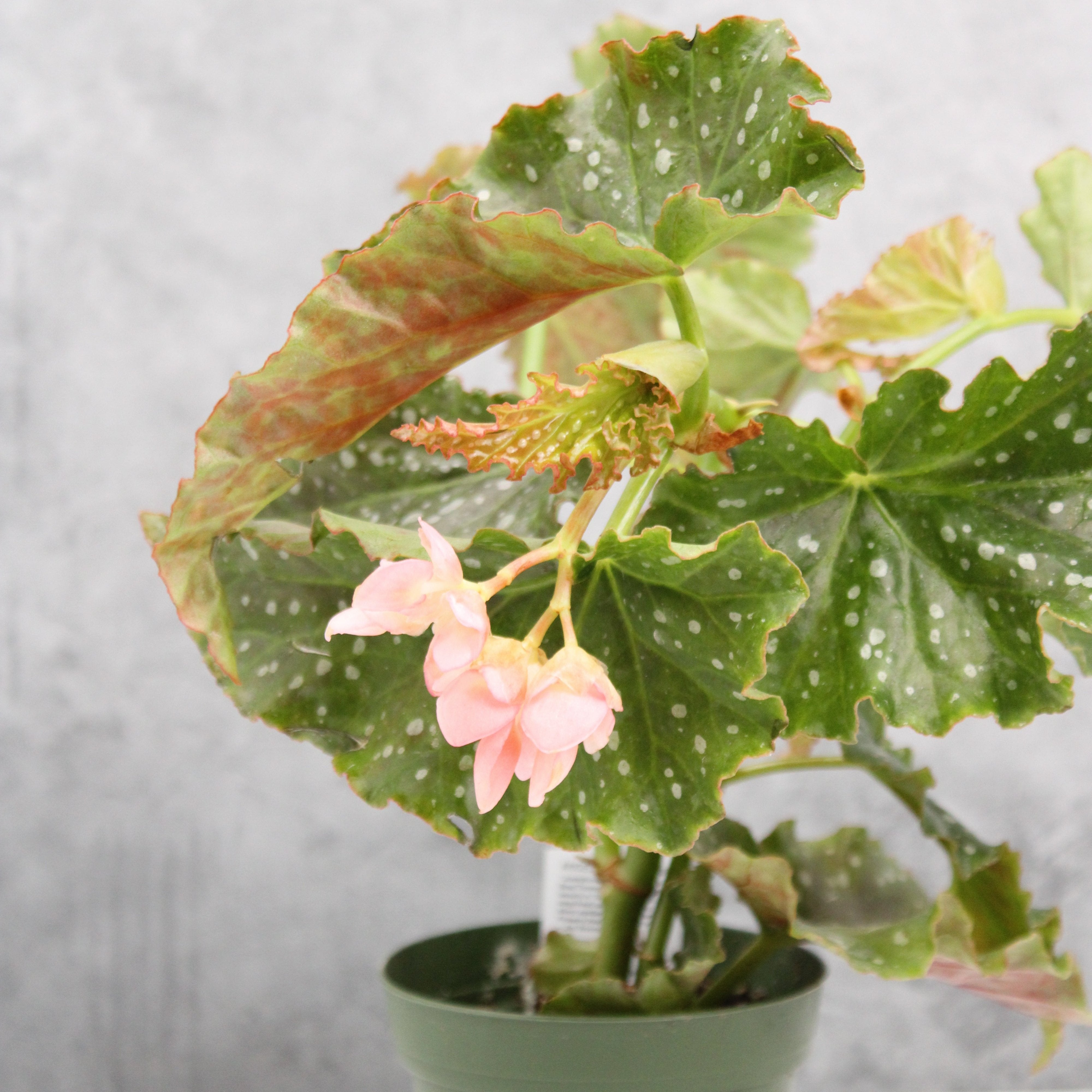 Begonia maculata