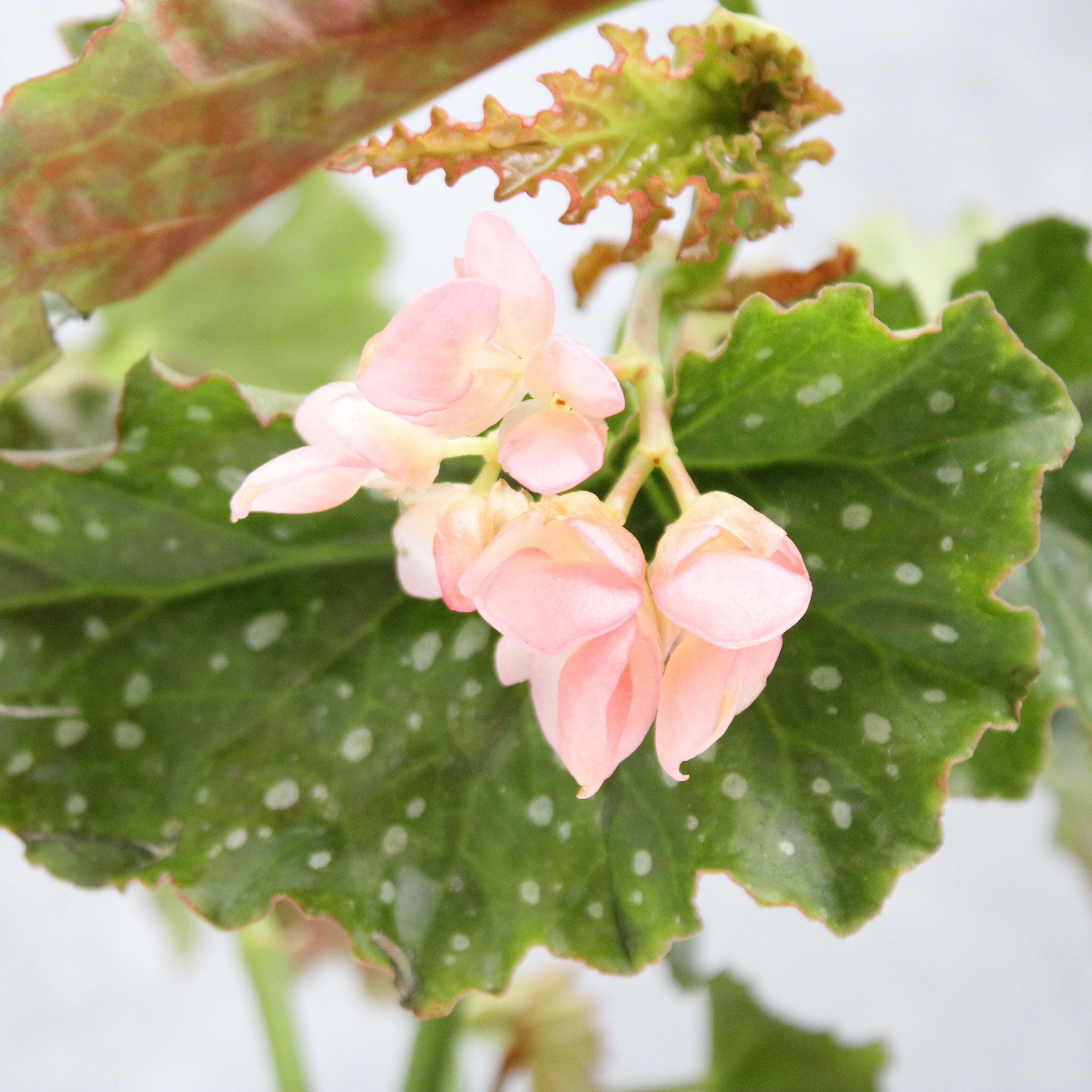 Begonia maculata