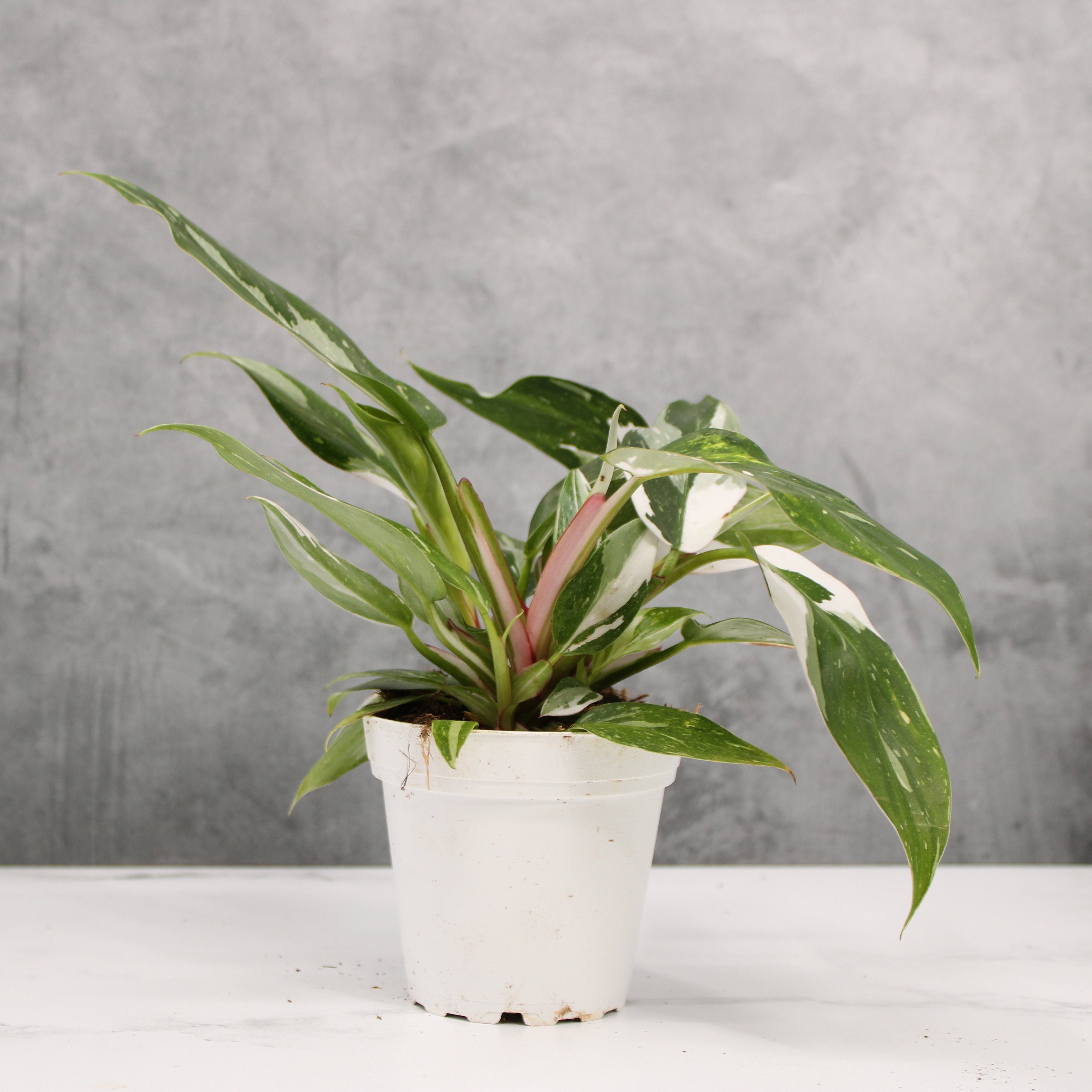 Philodendron  'White Princess'