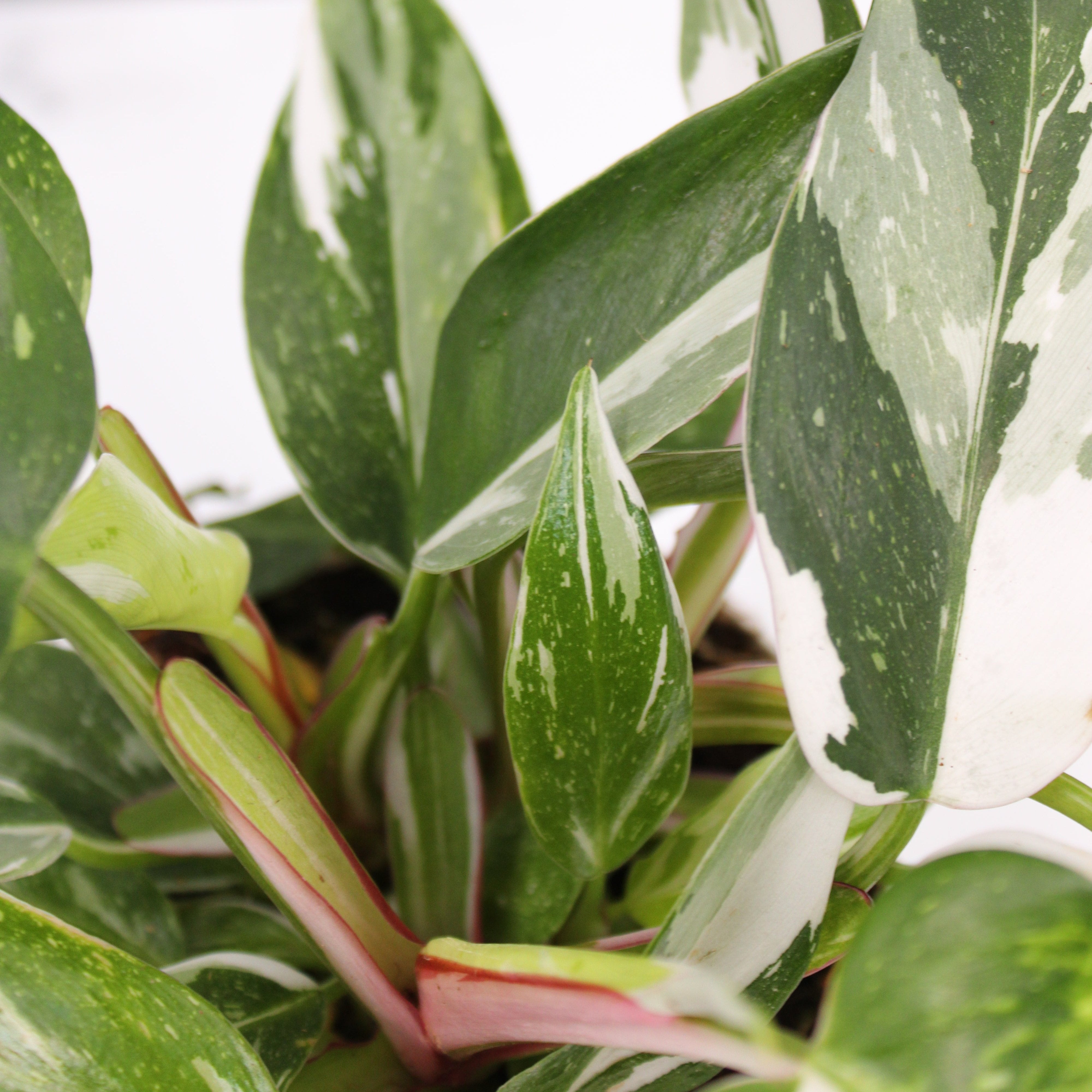 Philodendron  'White Princess'