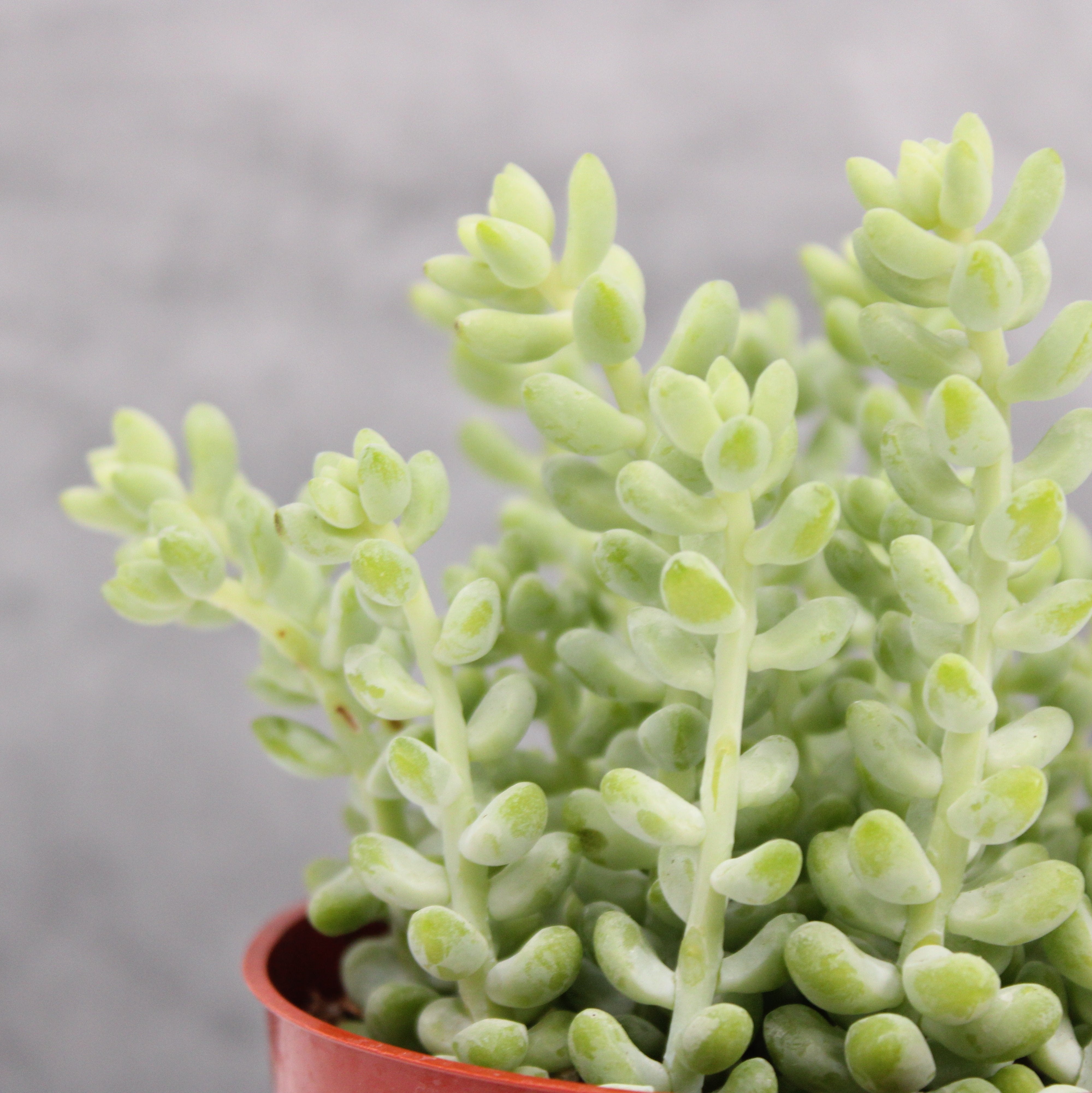 morganianum succulent Sedum morganianum