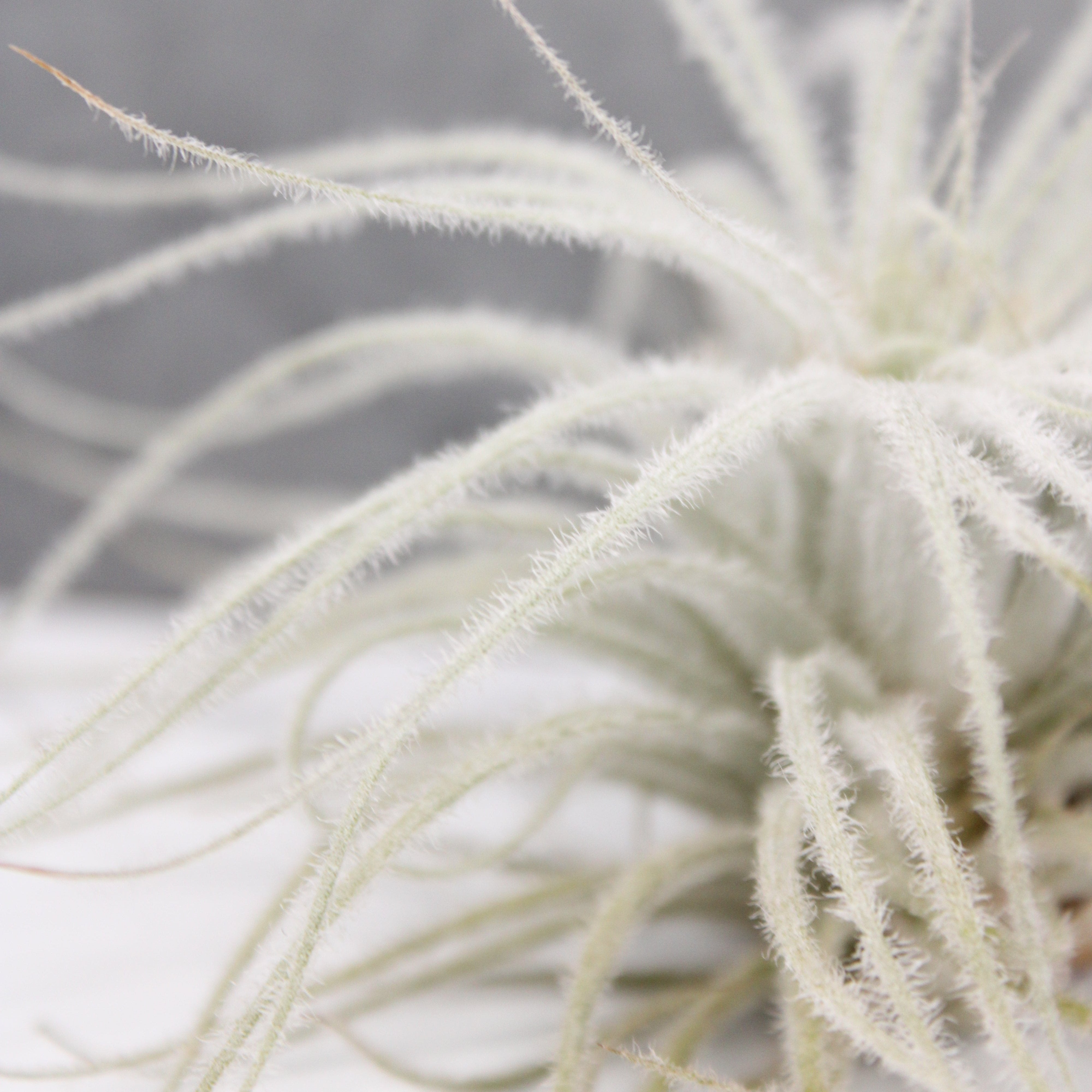 Tillandsia tectorum