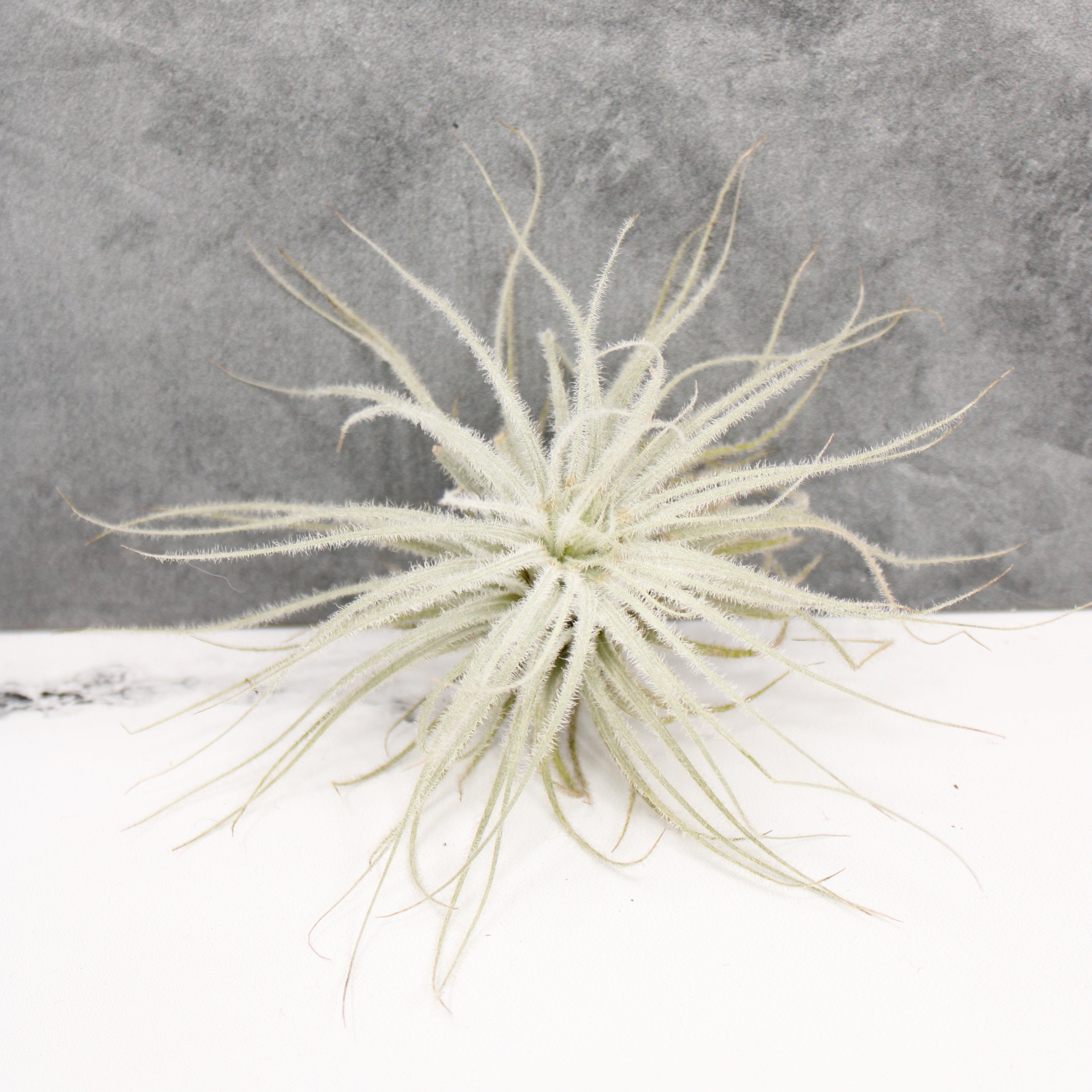 Tillandsia tectorum