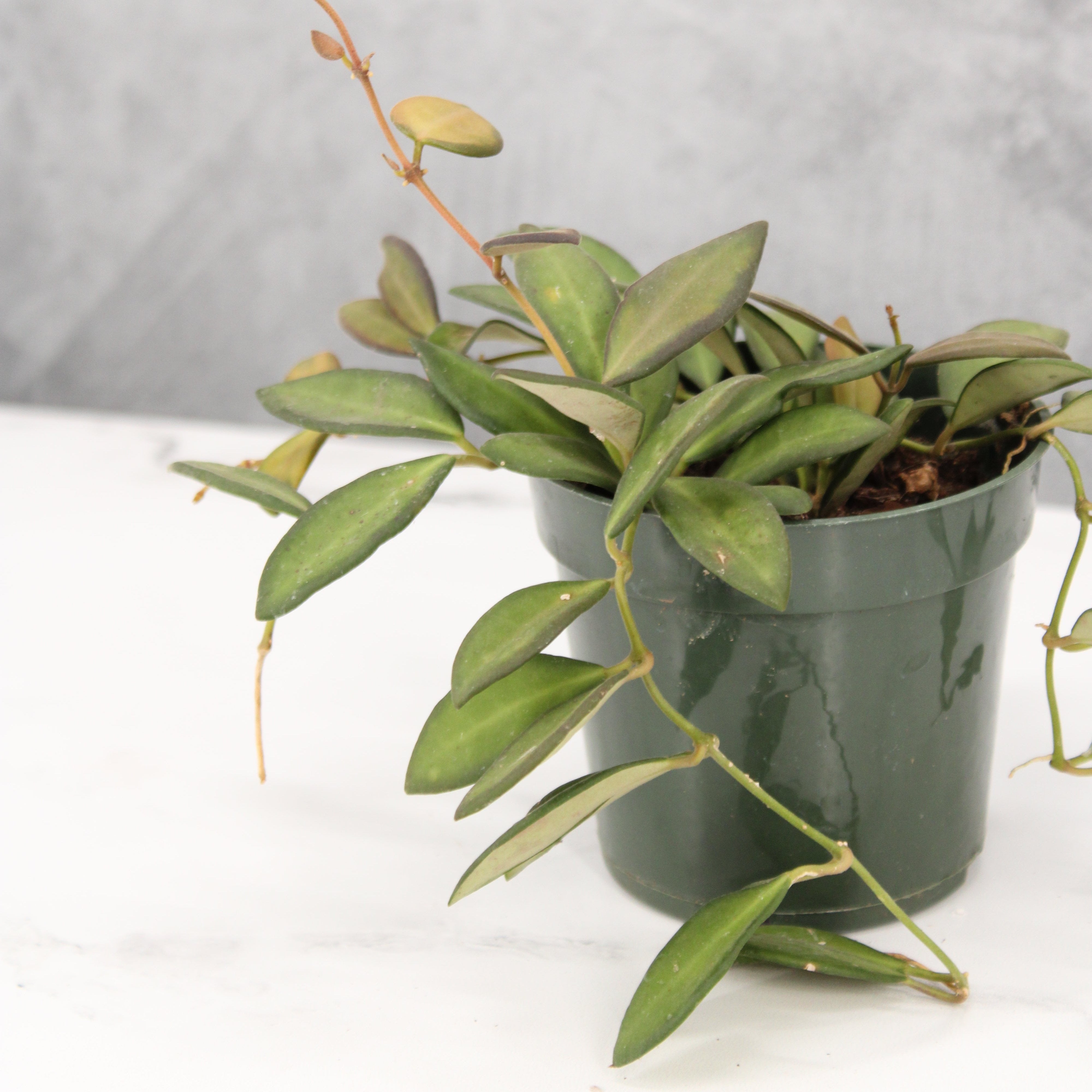 Hoya sp. aff. burtoniae (variegated)