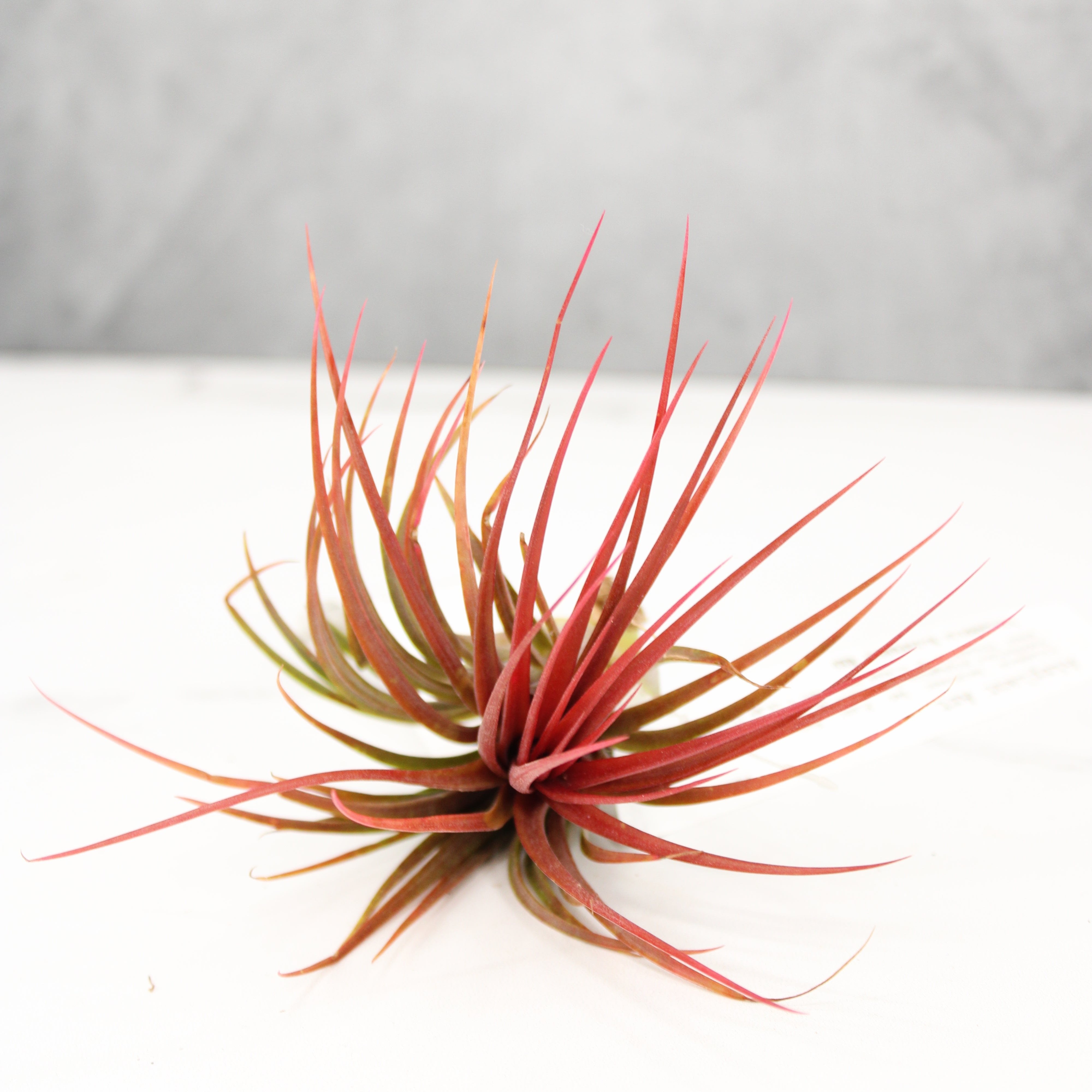 Tillandsia Rainforest Red