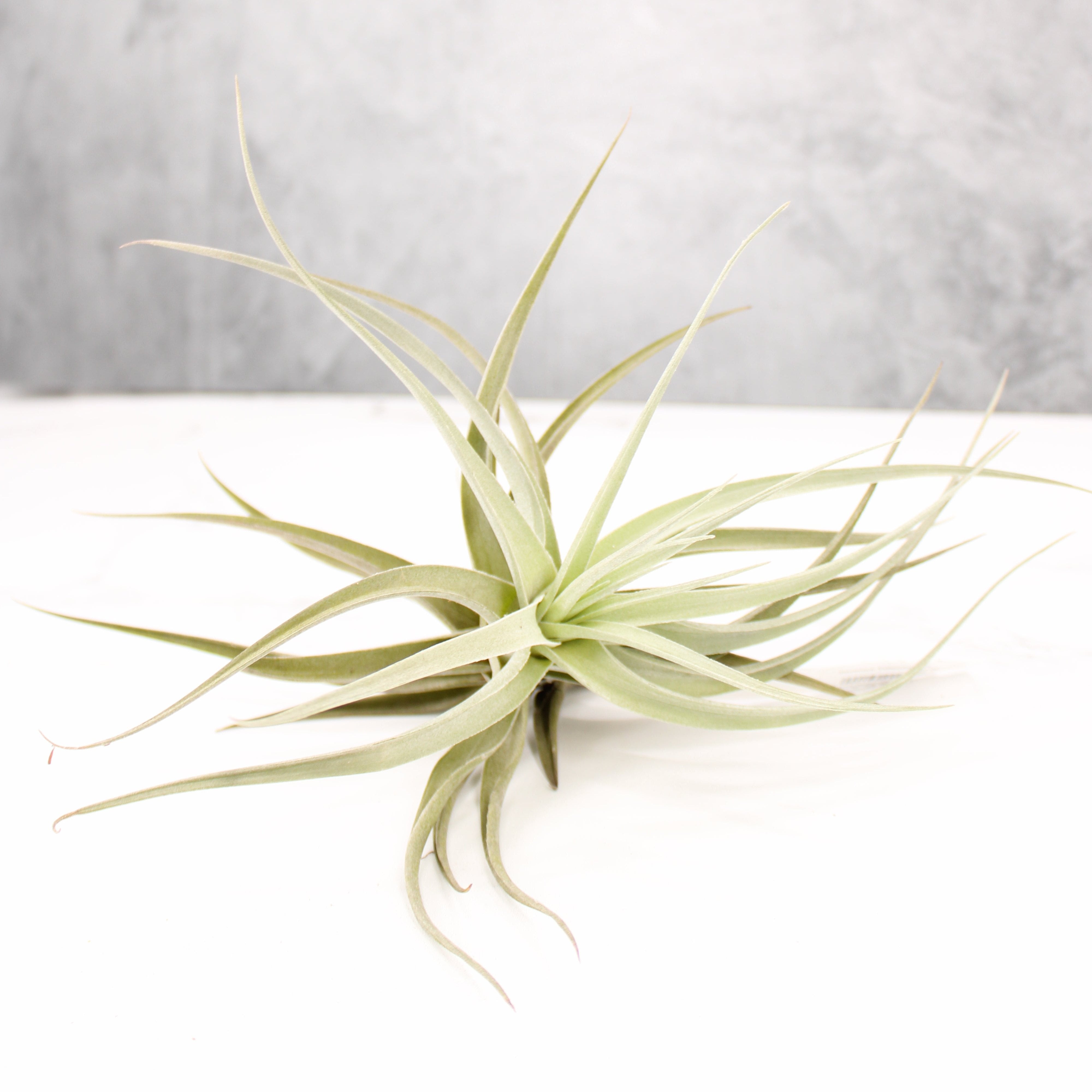 Tillandsia Ed Doherty