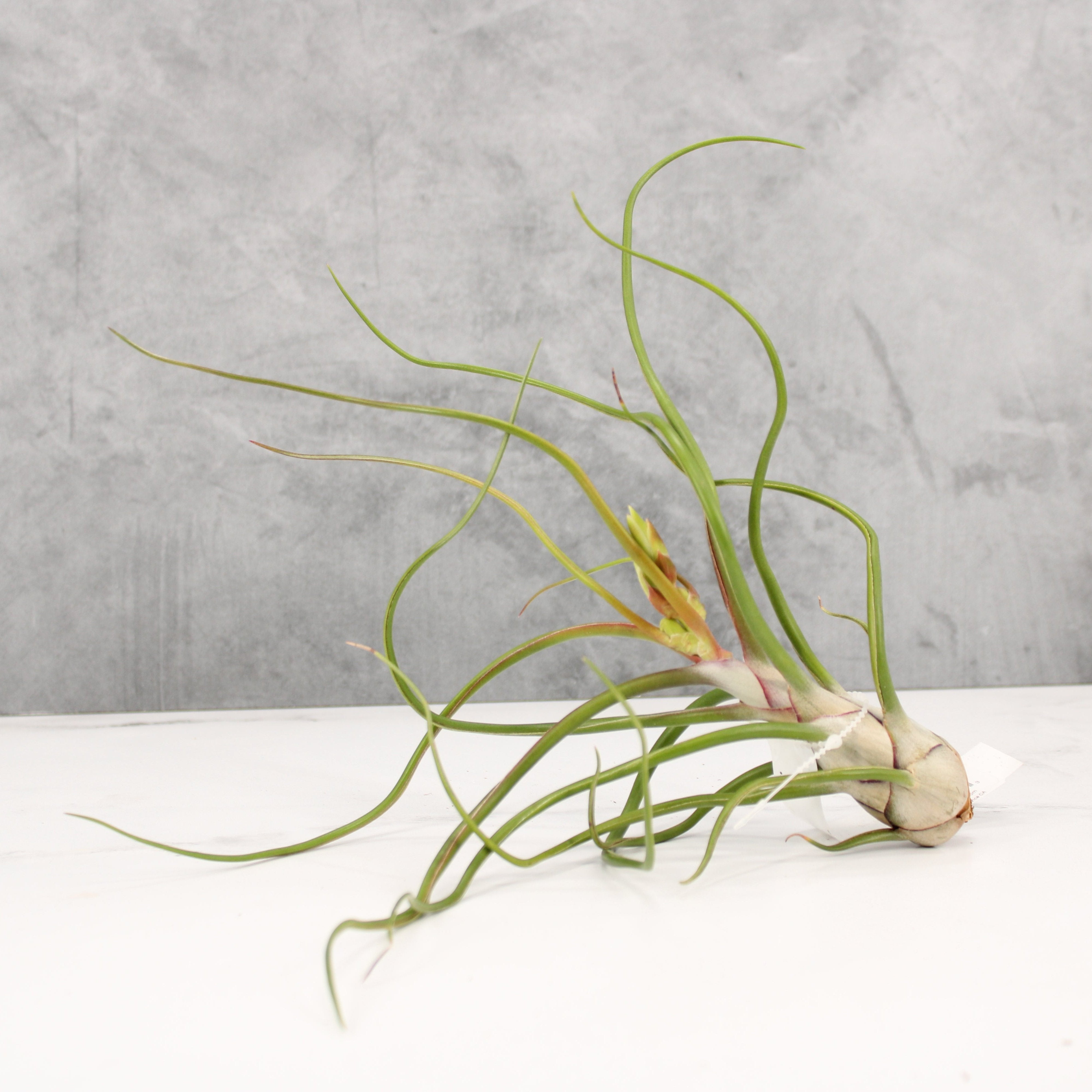 Bulbosa gigante