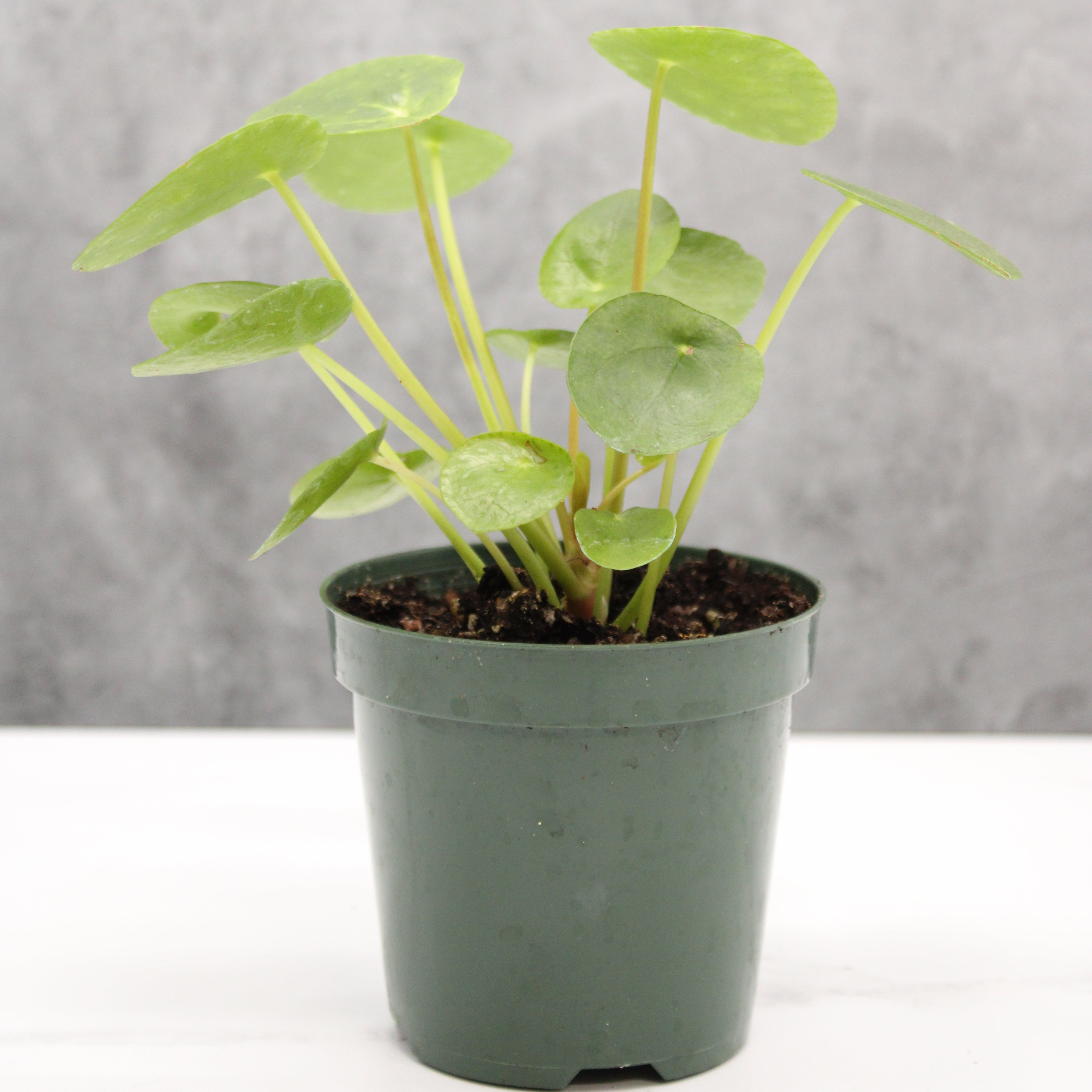 Pilea pepermioides