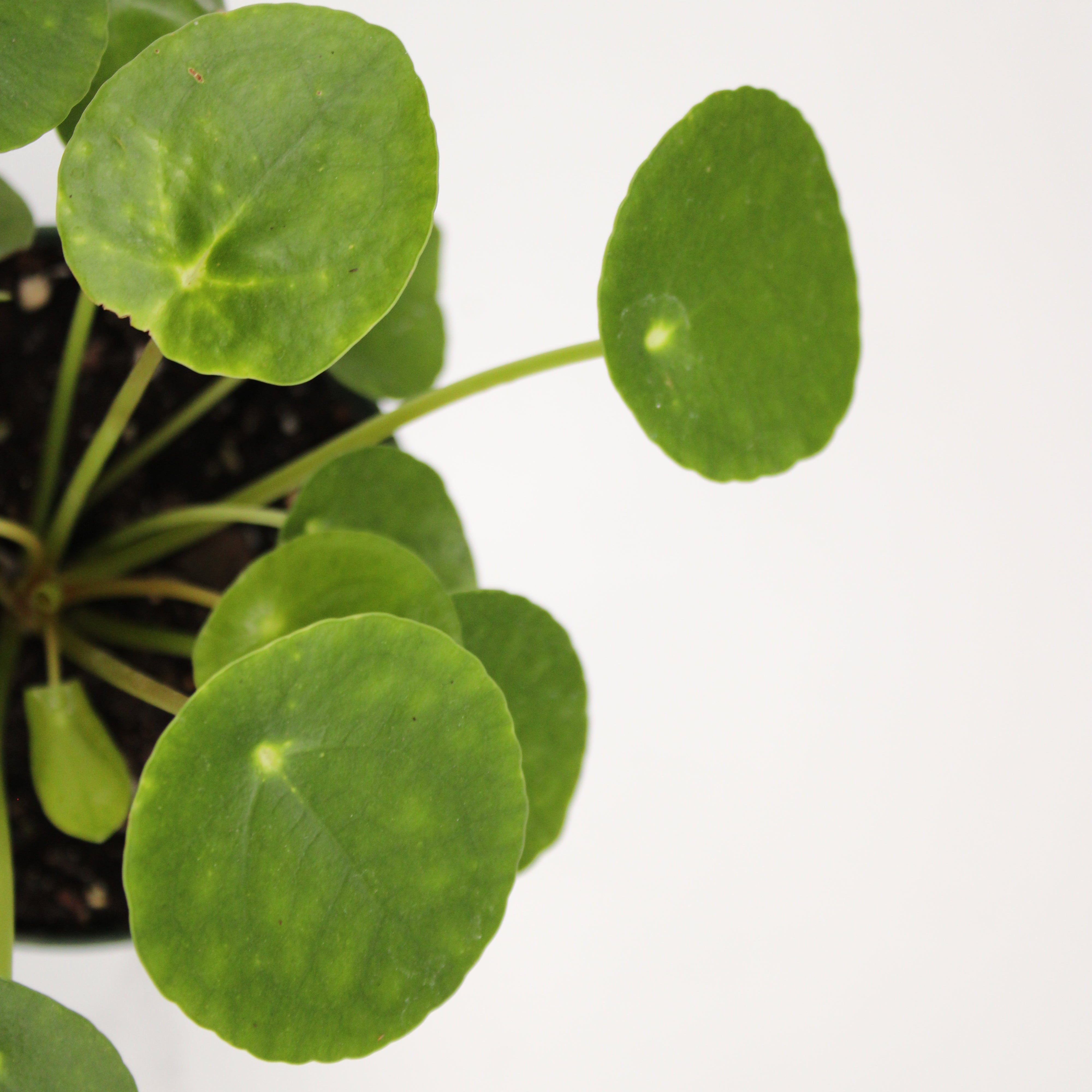 Pilea pepermioides