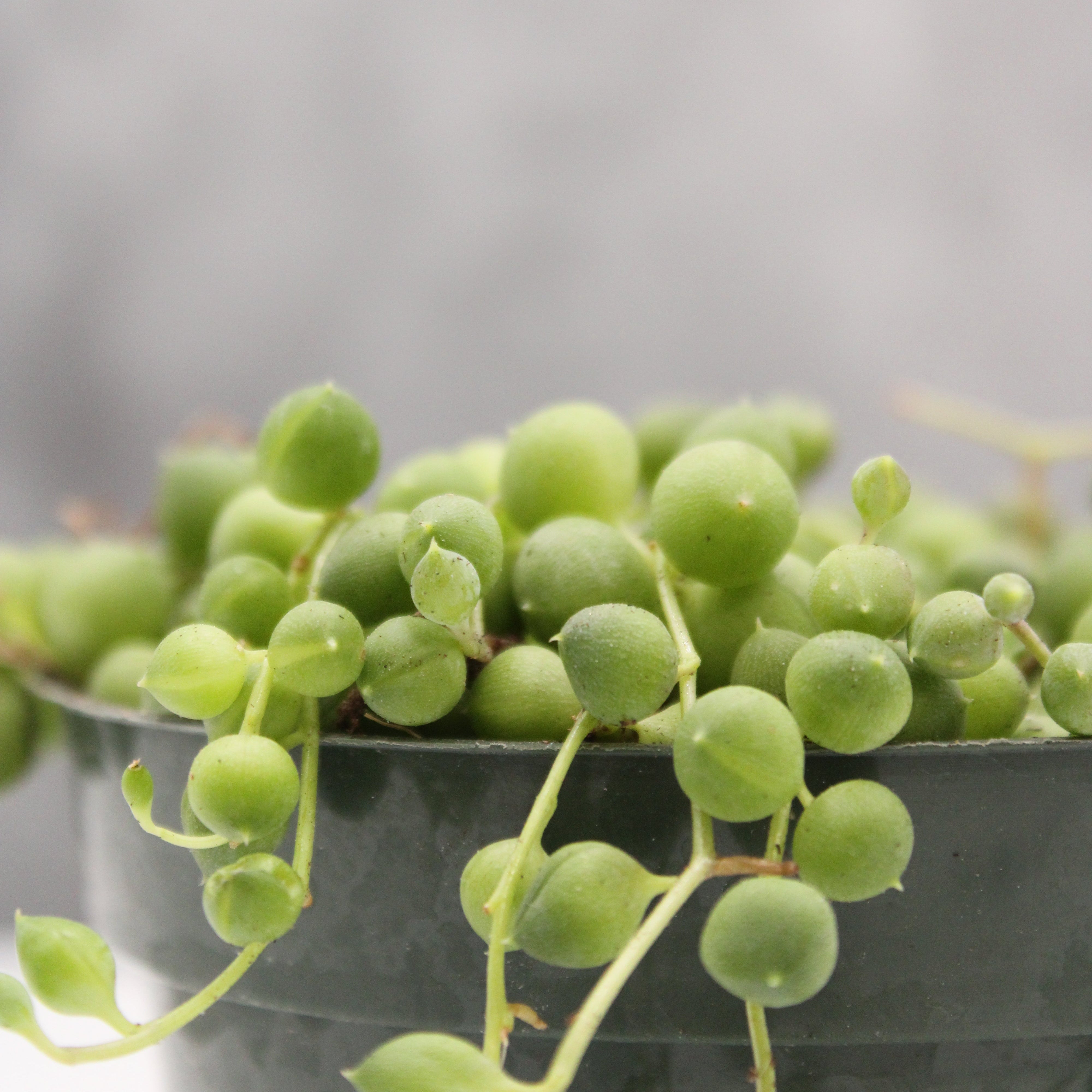 Close-up of a string of pearls plant.