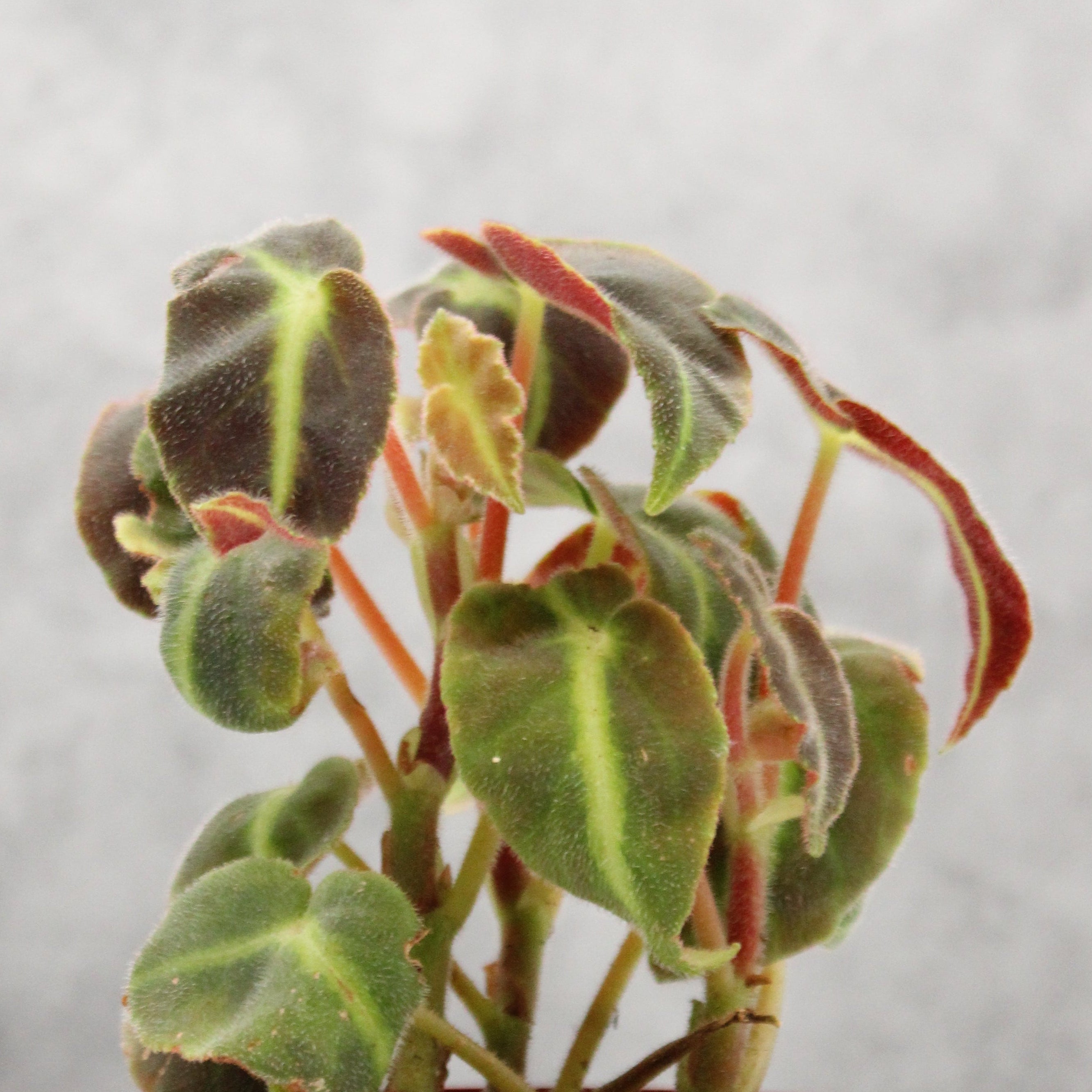 Small potted Begonia listada with a red pot on a light gray background