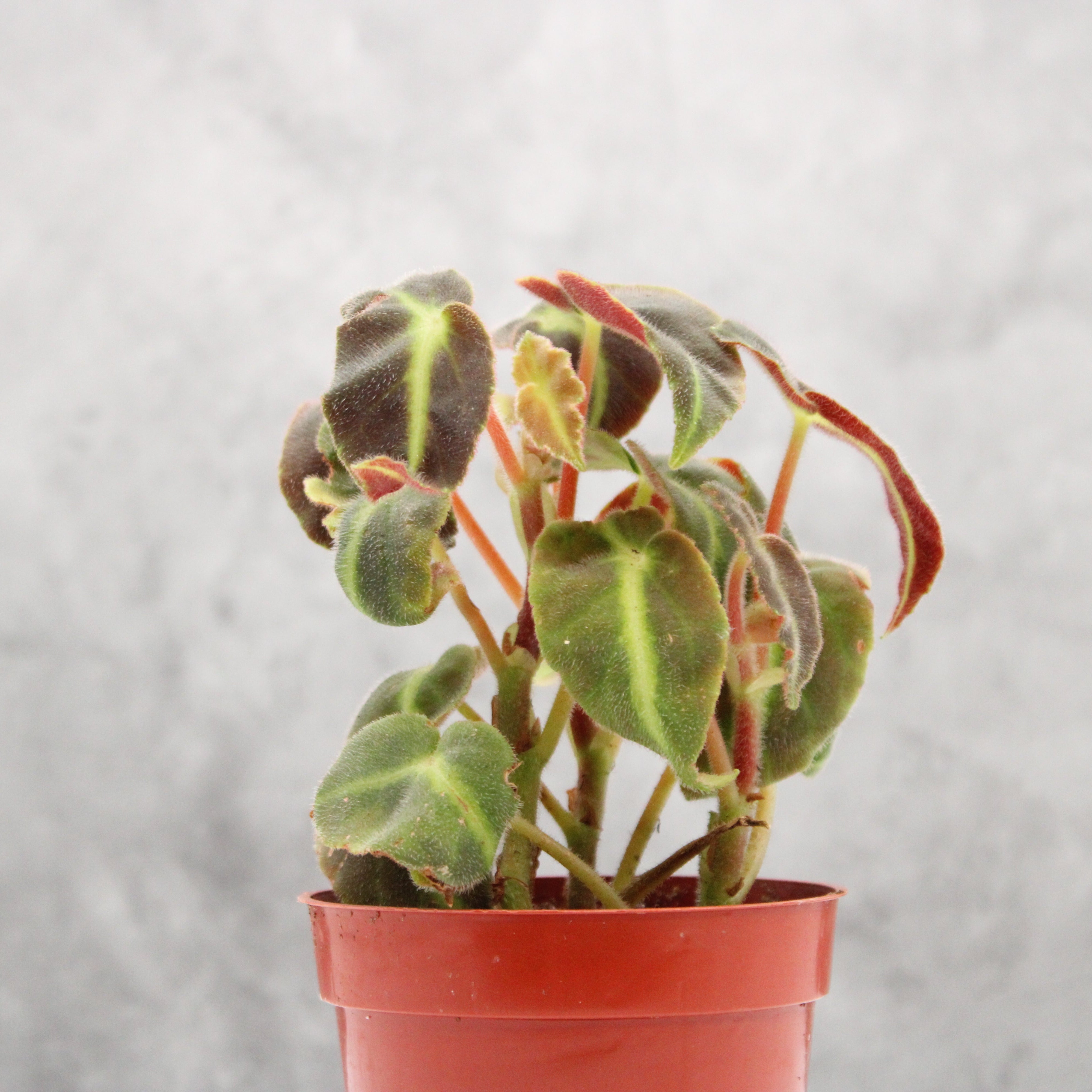 Begonia listada 