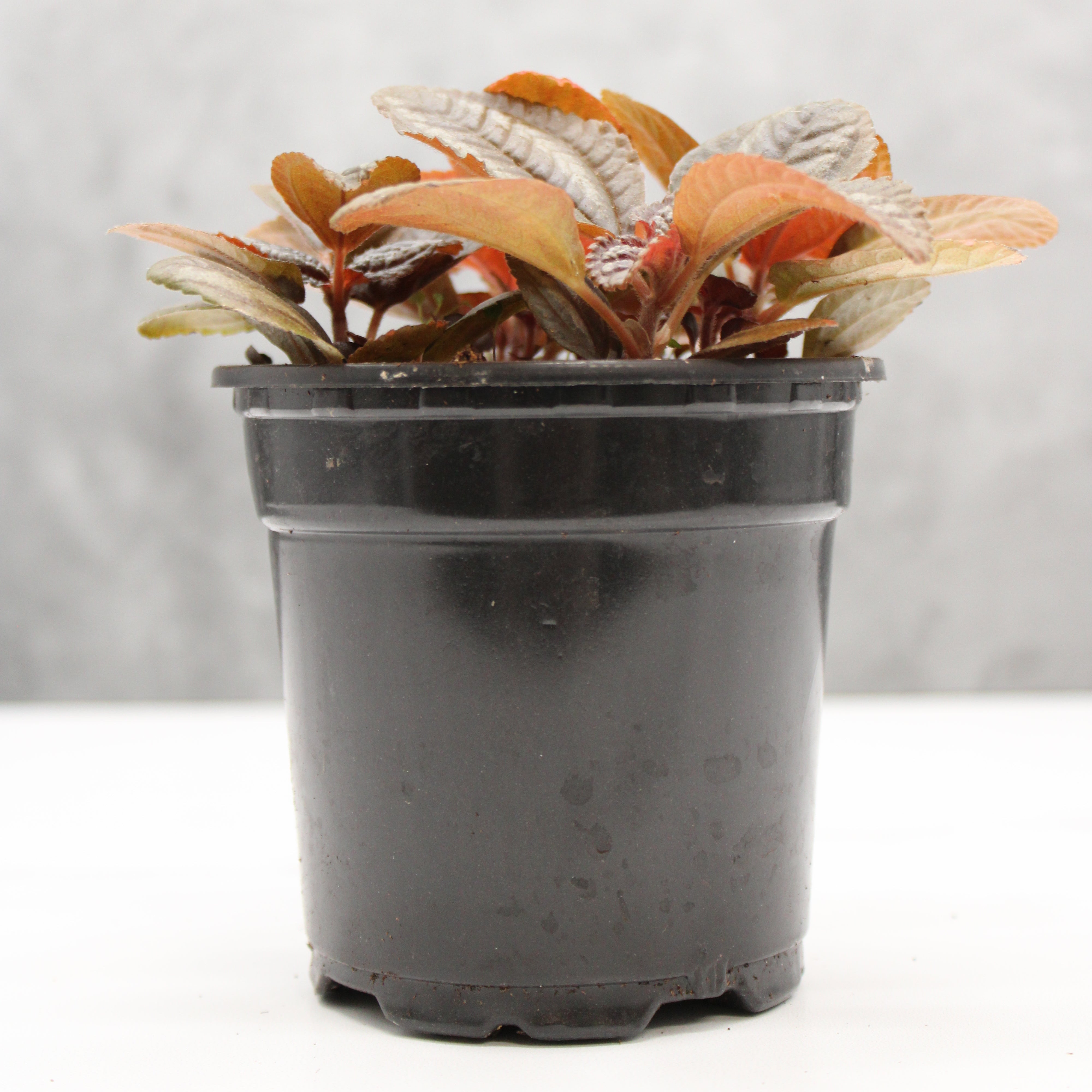 Pilea pubescens 'Silver Tree'